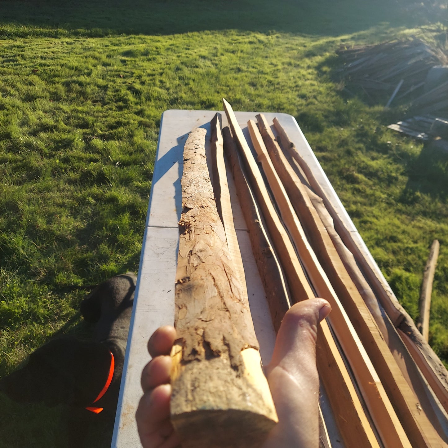 Yew Stave #231