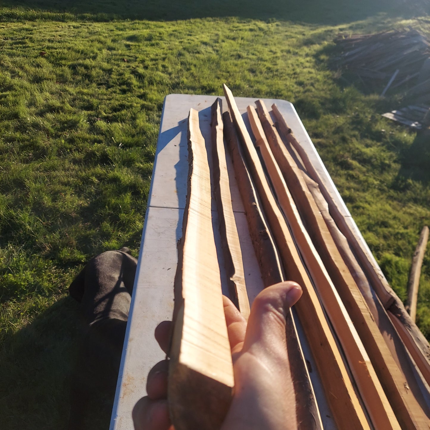 Yew Stave #231