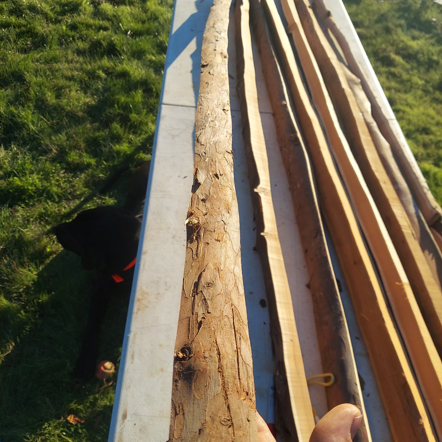 Yew Stave #231