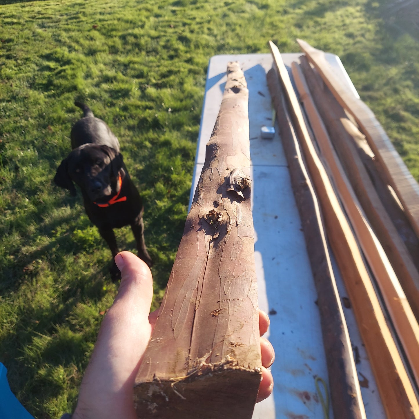 Yew Stave #232