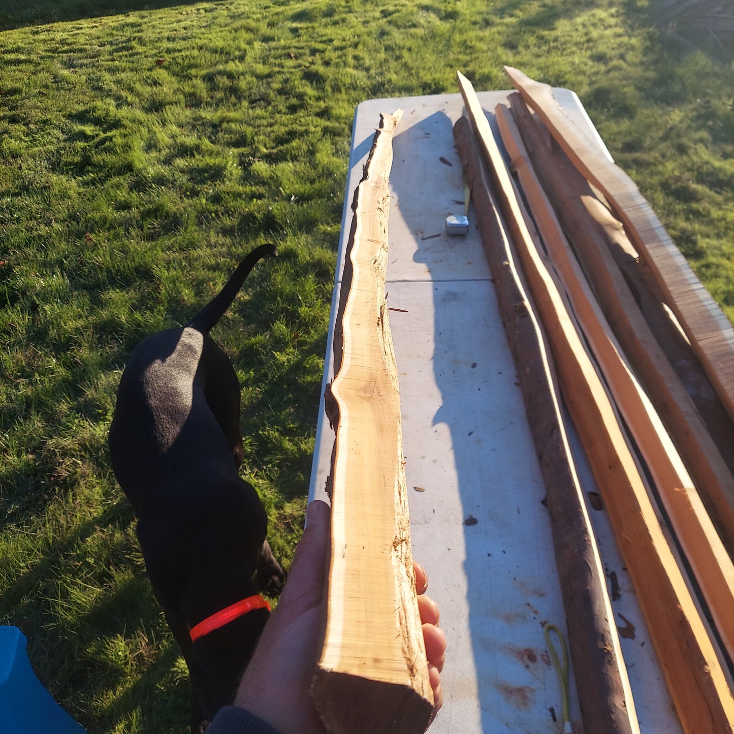 Yew Stave #232