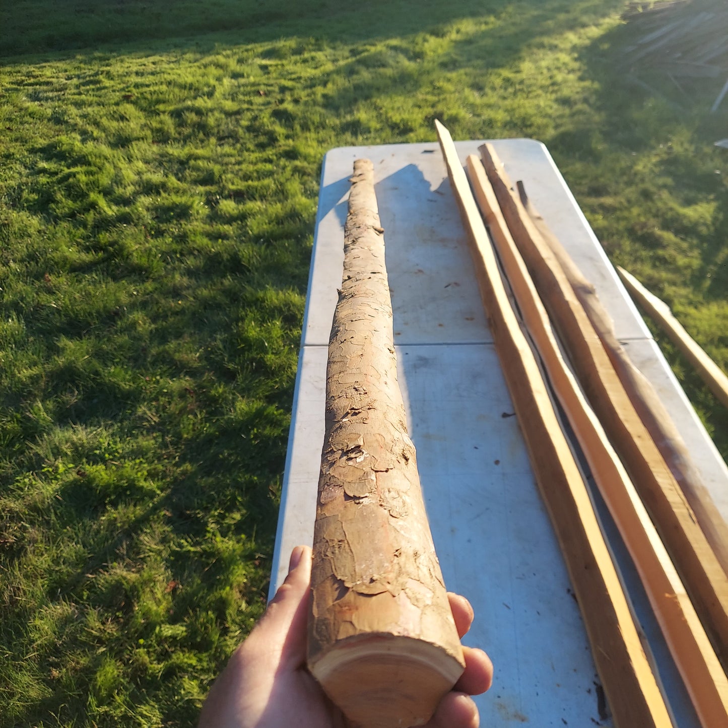 Yew Stave #233