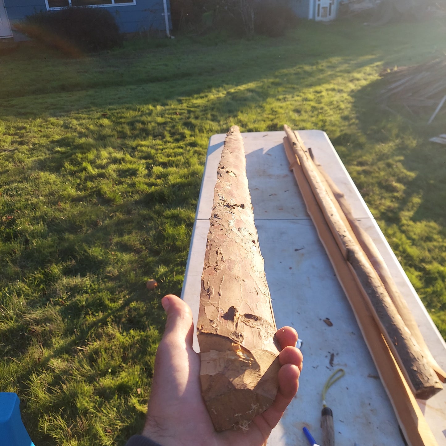 Yew Stave #234