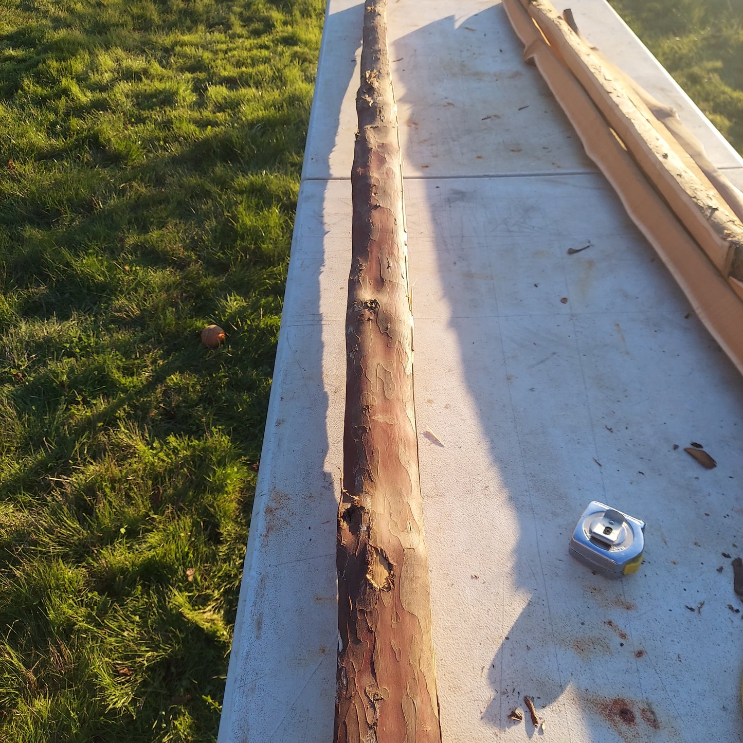 Yew Stave #234