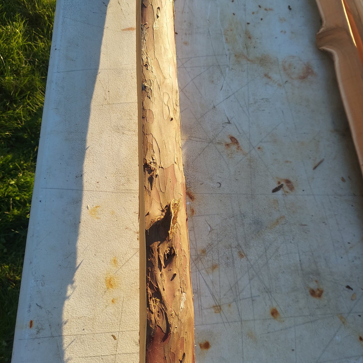 Yew Stave #234