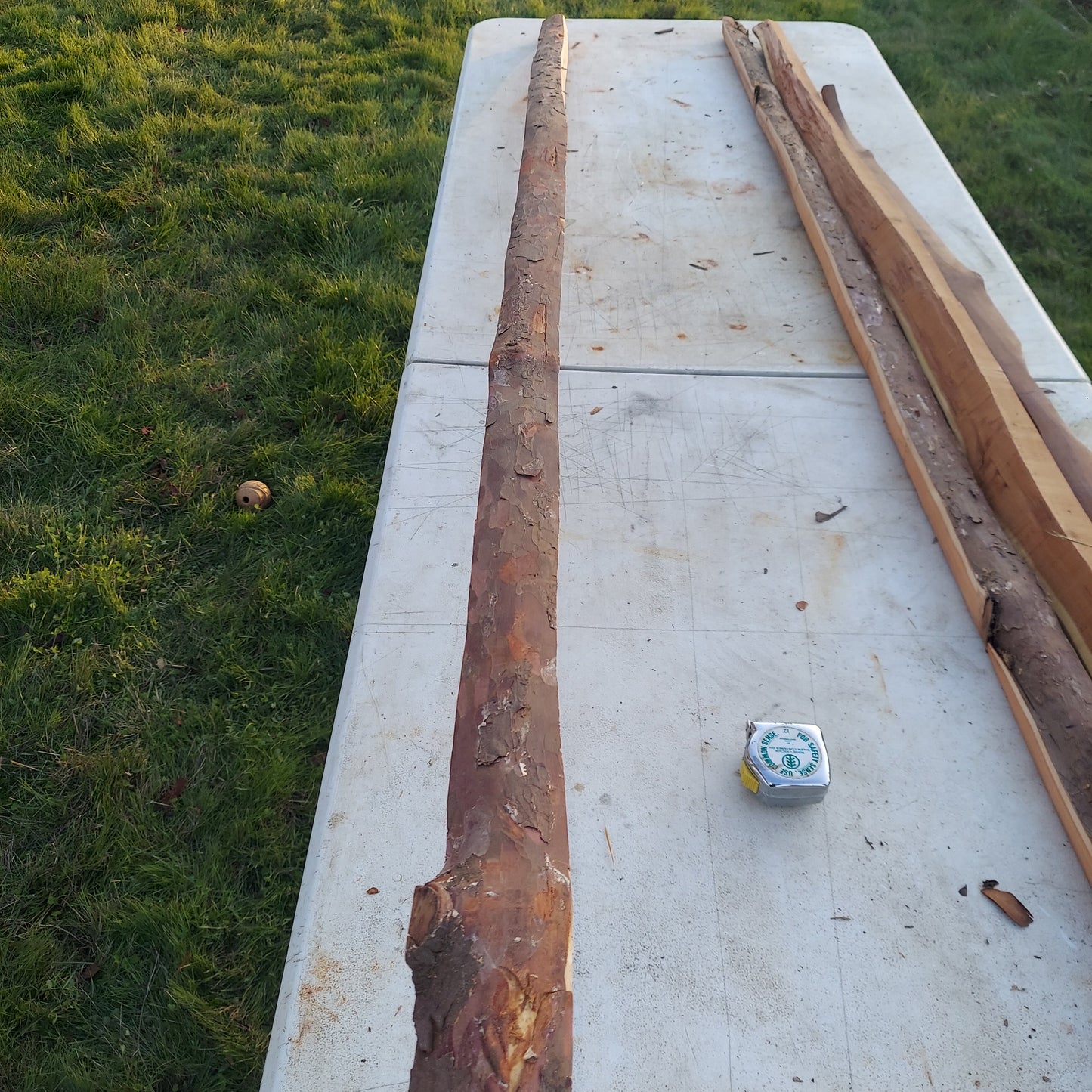 Yew Stave #235