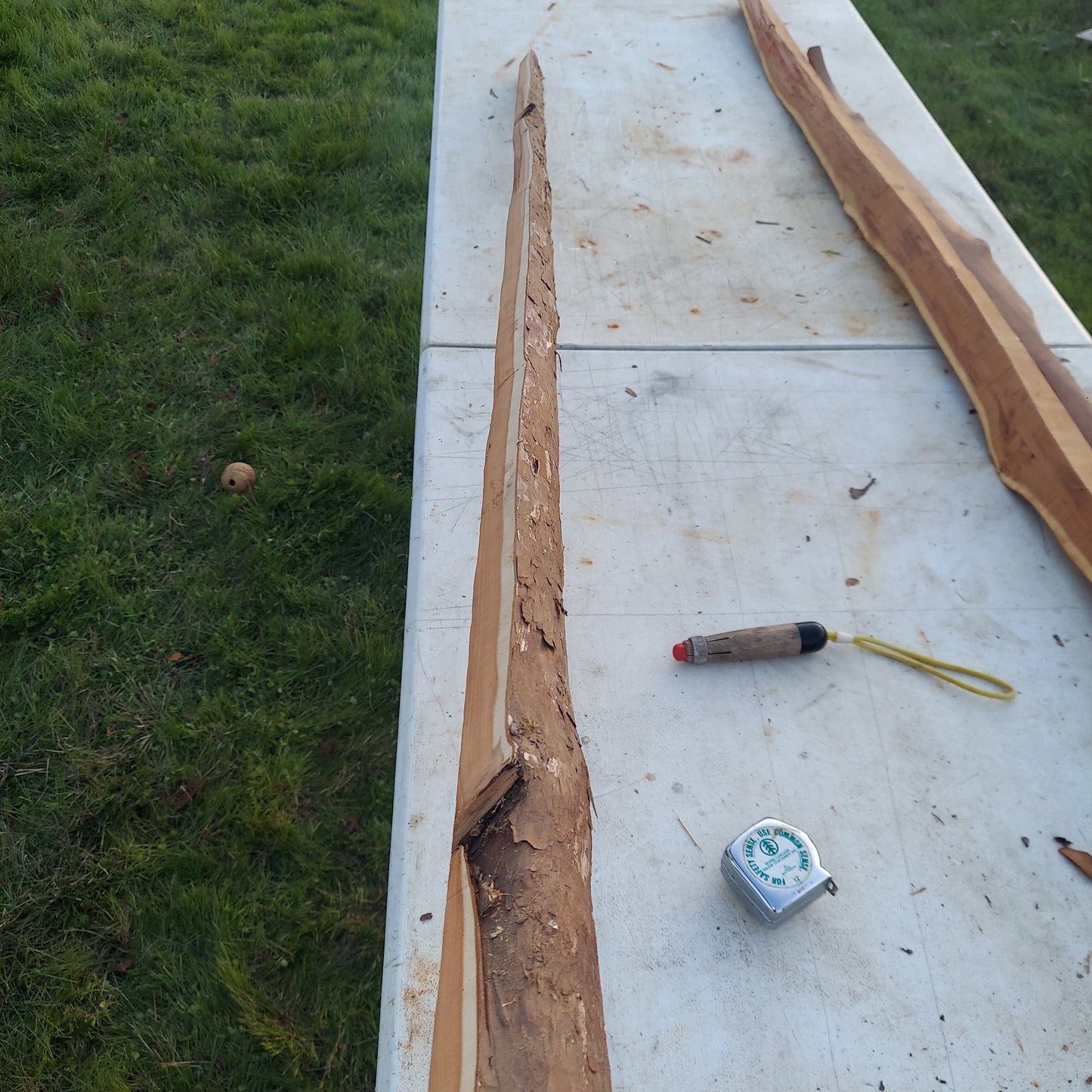 Yew Stave #236