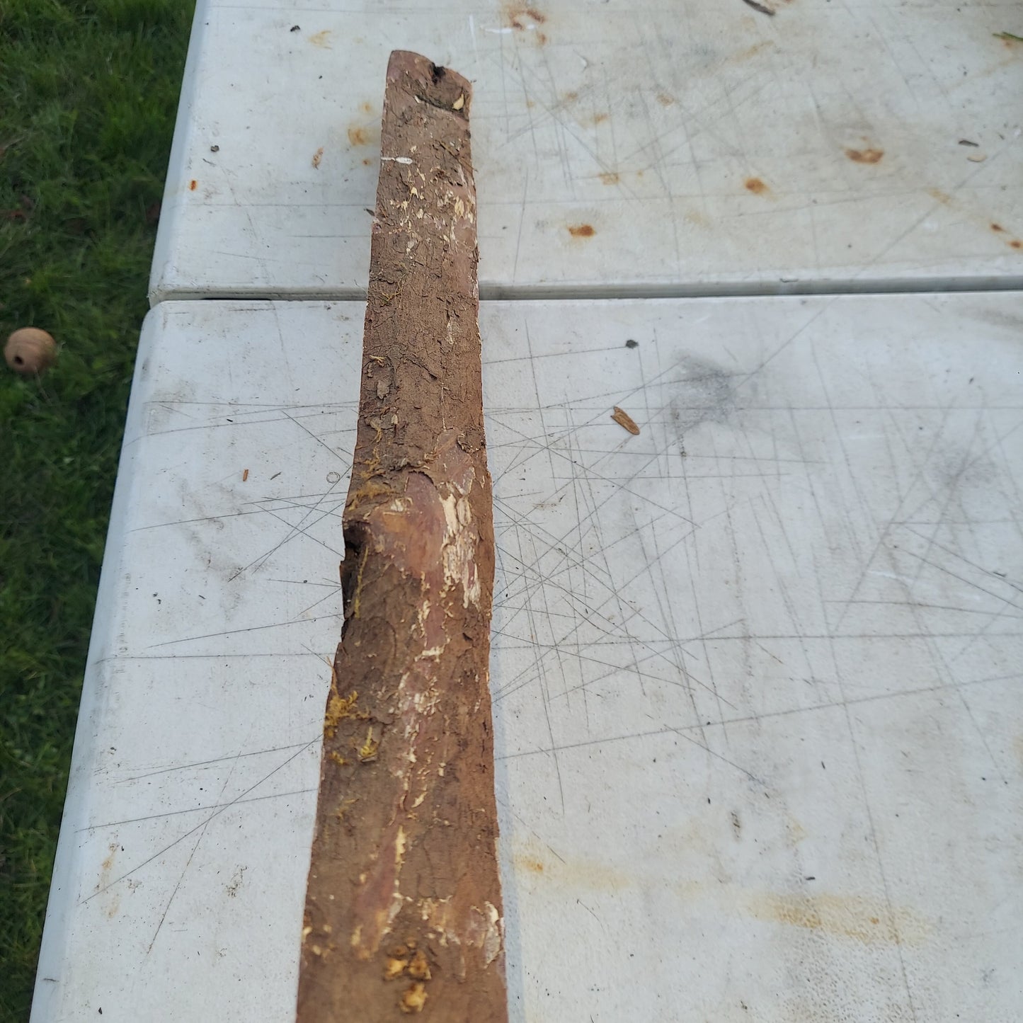 Yew Stave #236
