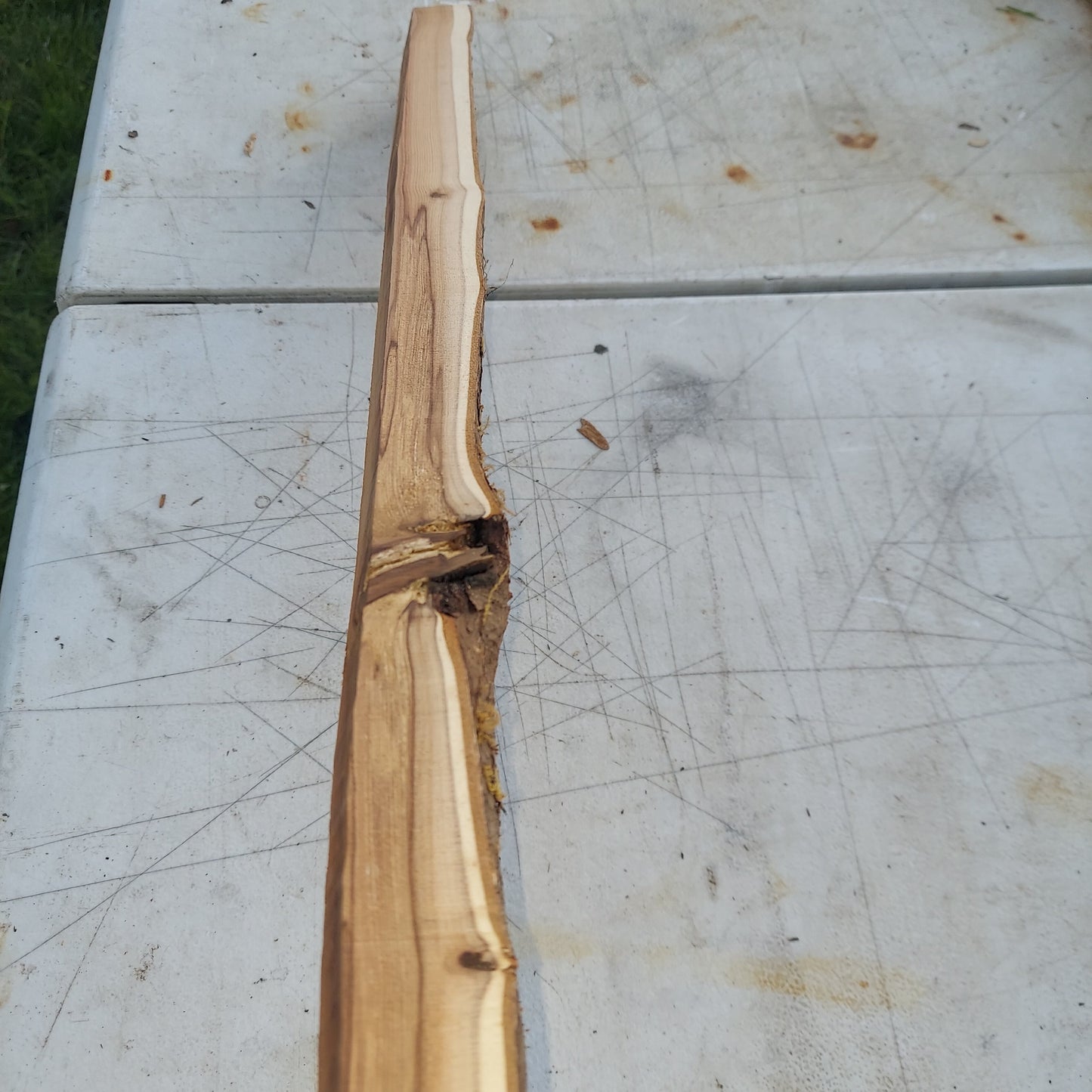 Yew Stave #236