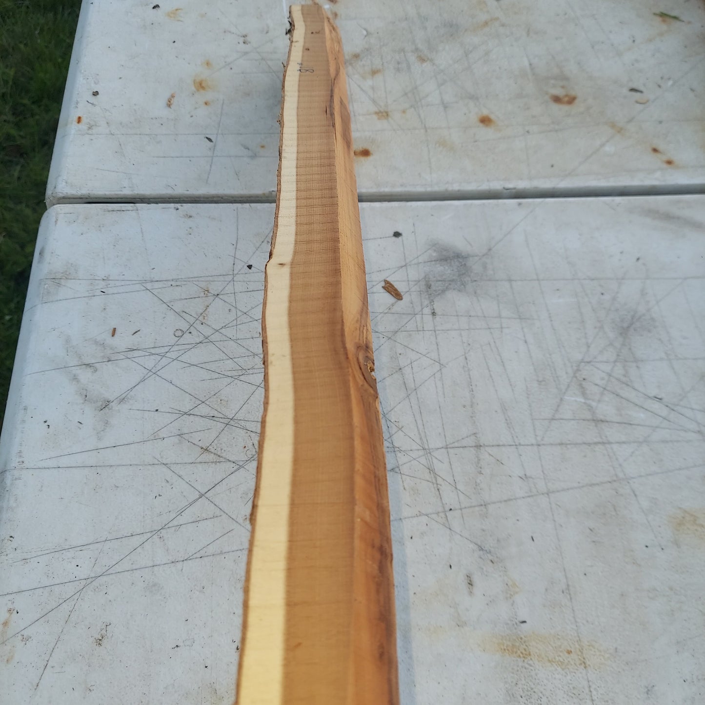 Yew Stave #236