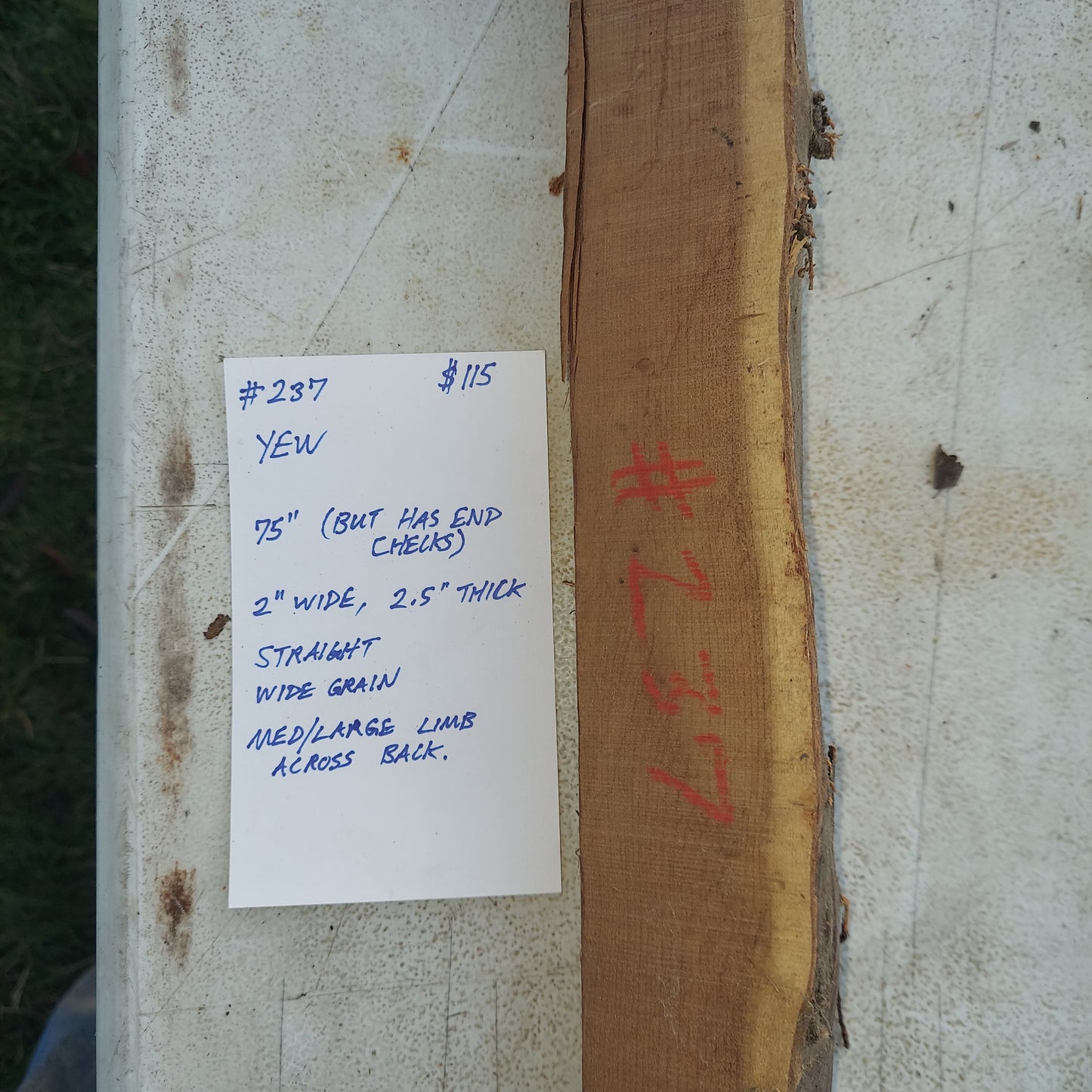 Yew Stave #237