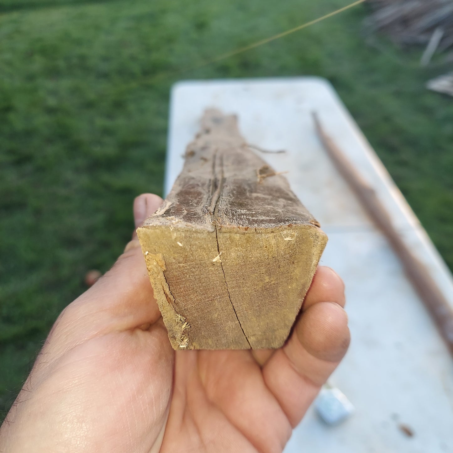 Yew Stave #237