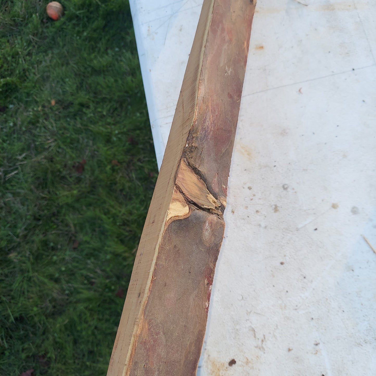 Yew Stave #237
