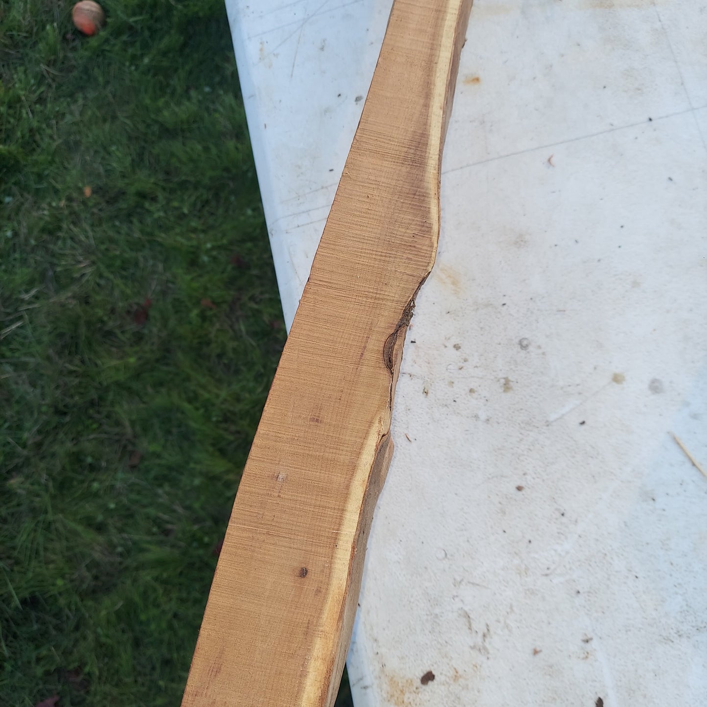Yew Stave #237