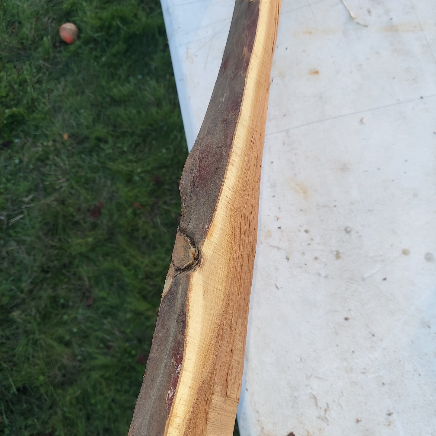 Yew Stave #237