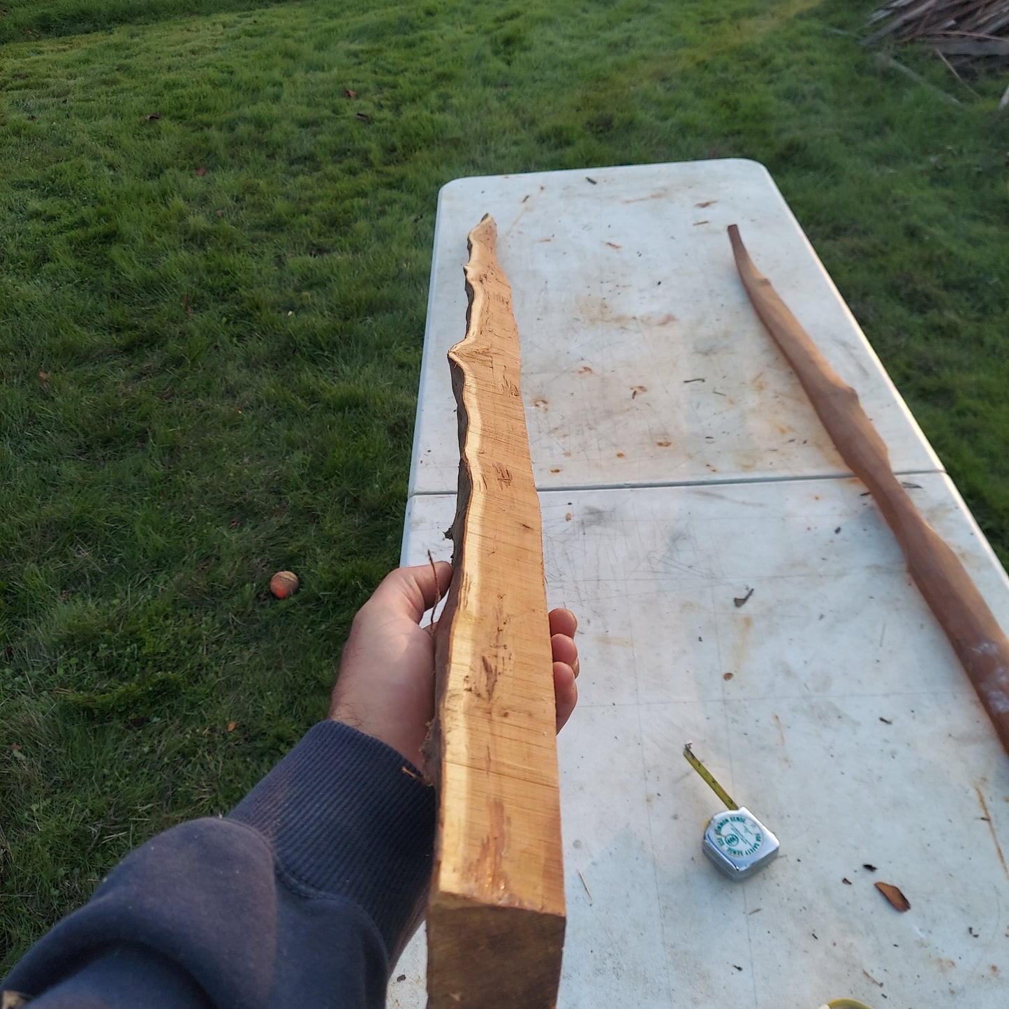 Yew Stave #237