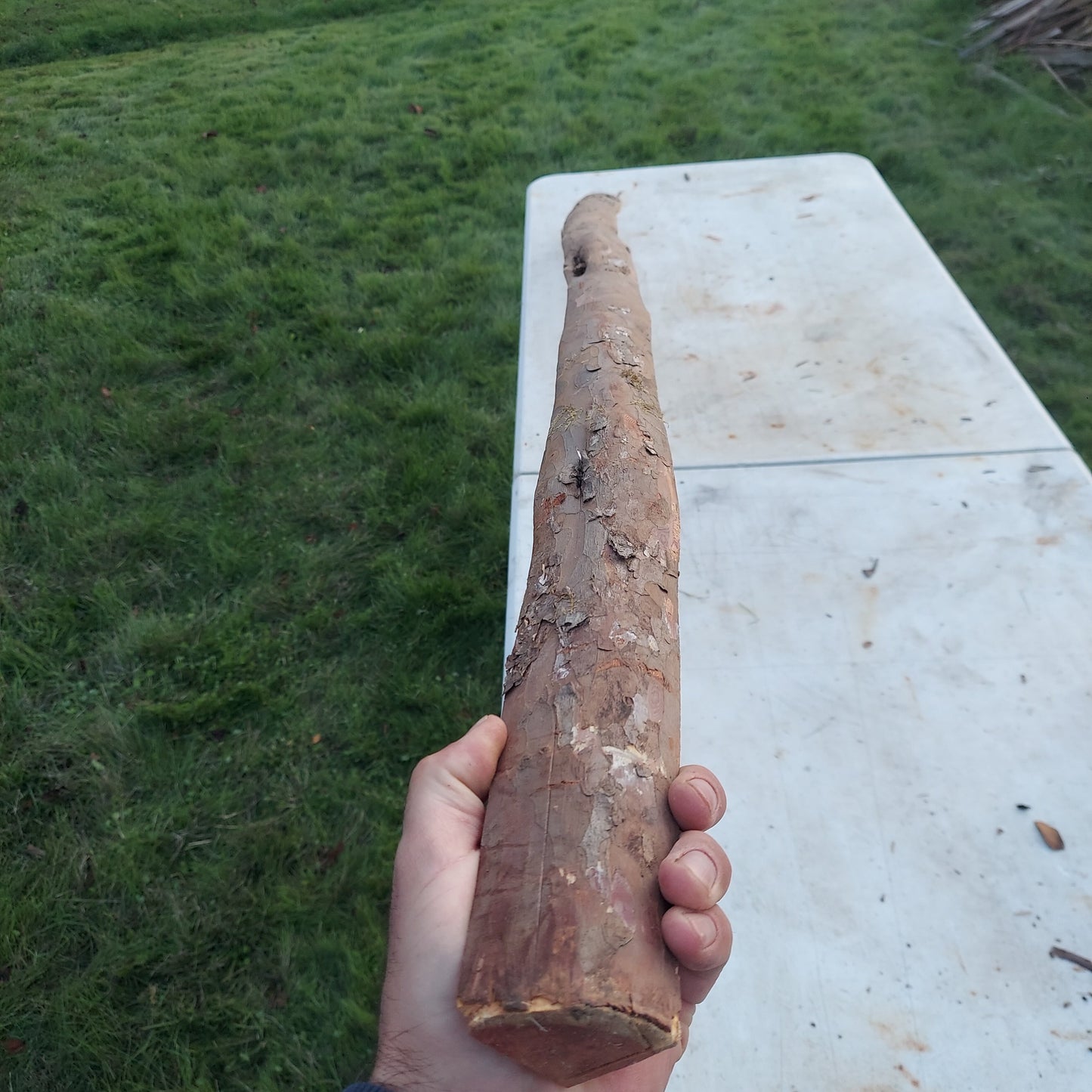 Yew Stave #238