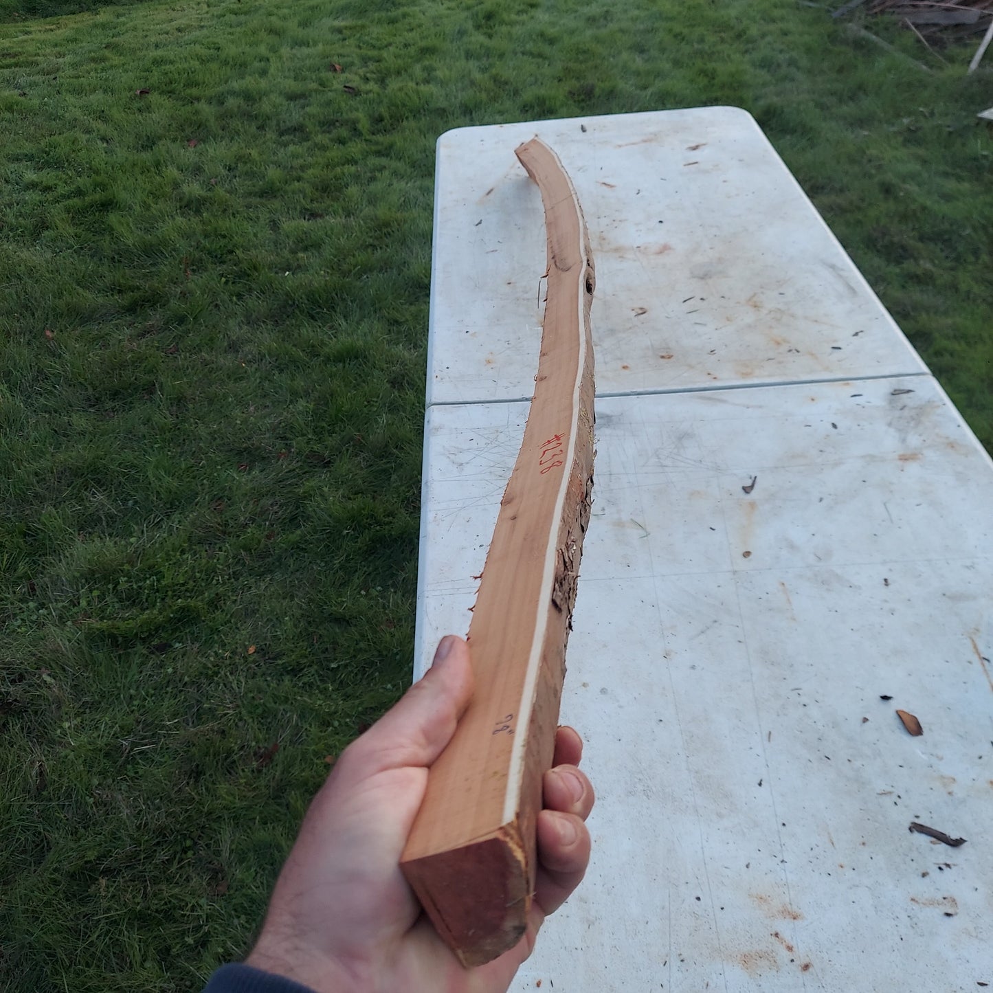 Yew Stave #238