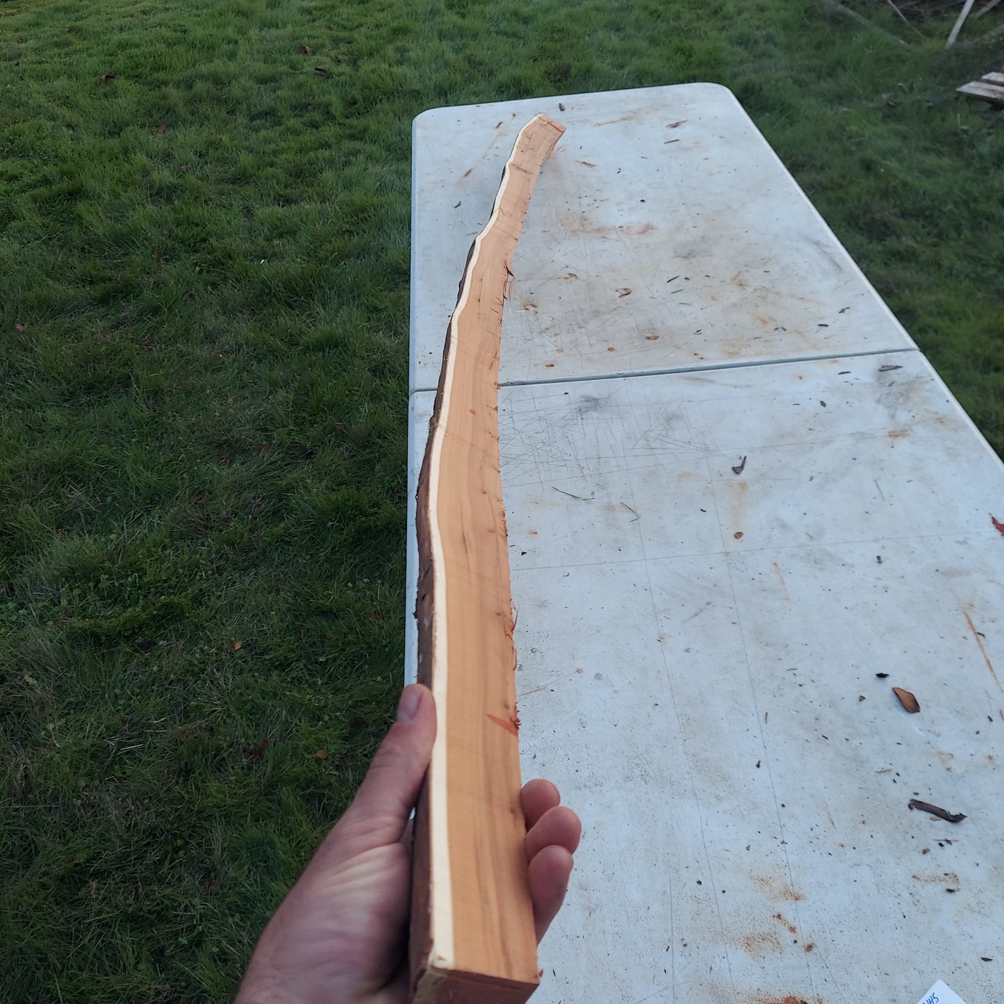 Yew Stave #238