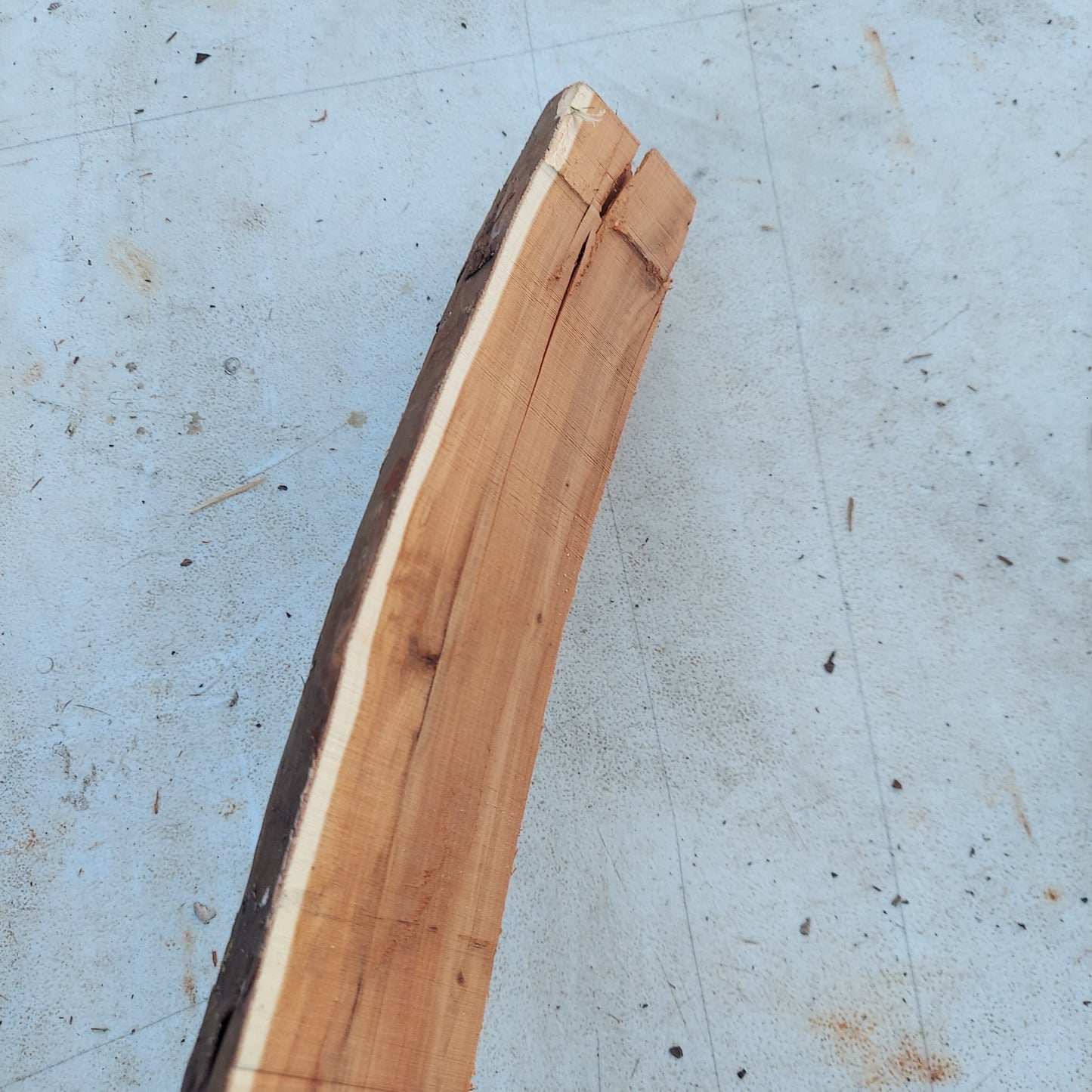 Yew Stave #238