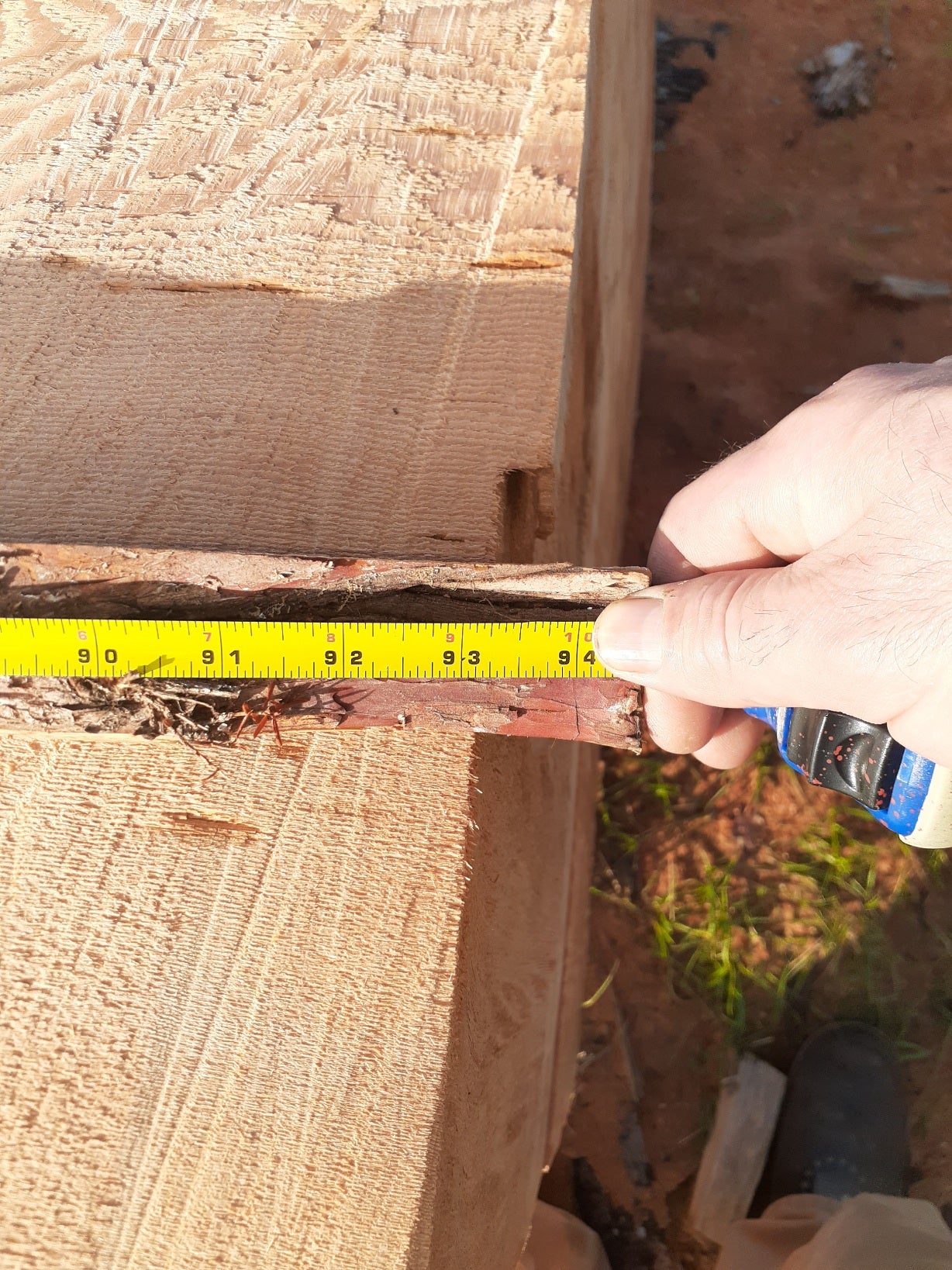 Yew Stave #240