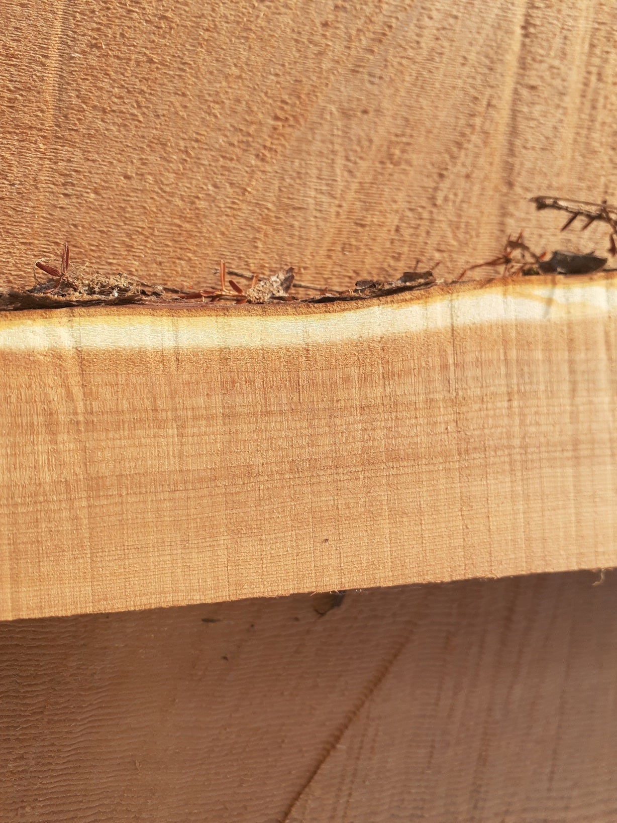Yew Stave #240