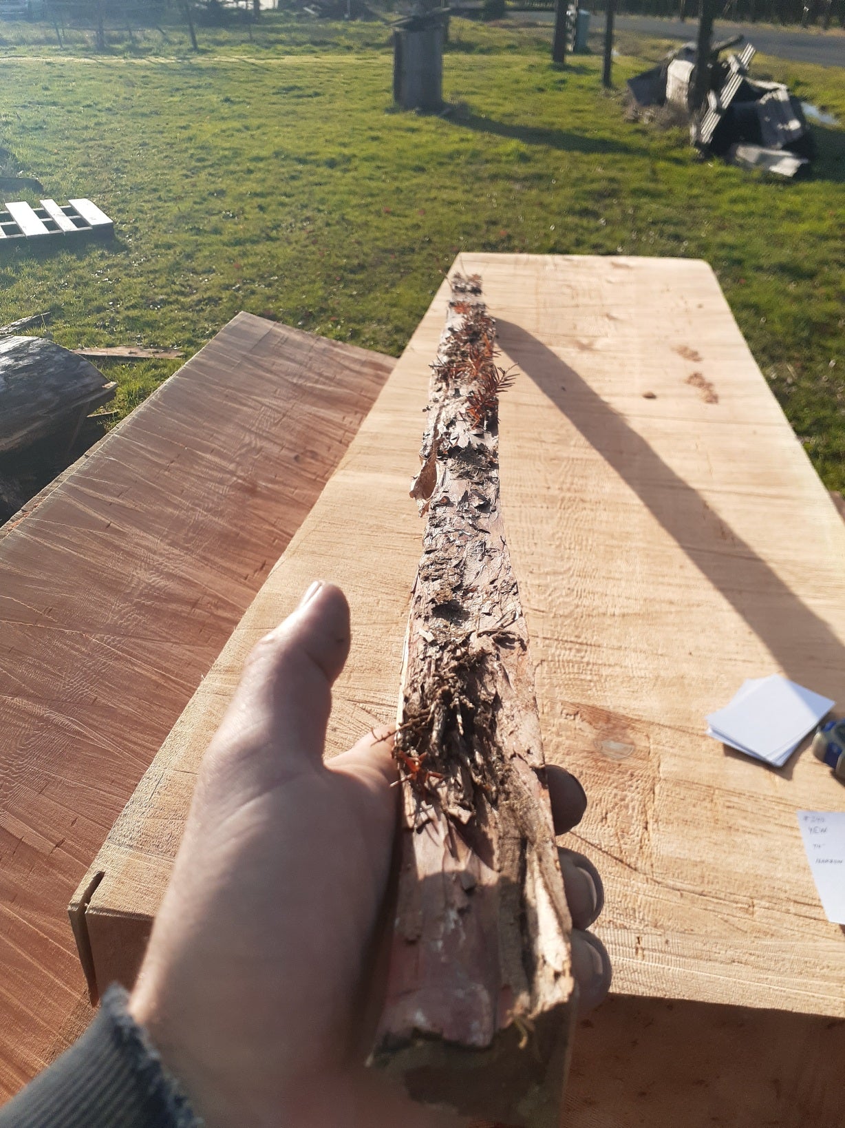 Yew Stave #240