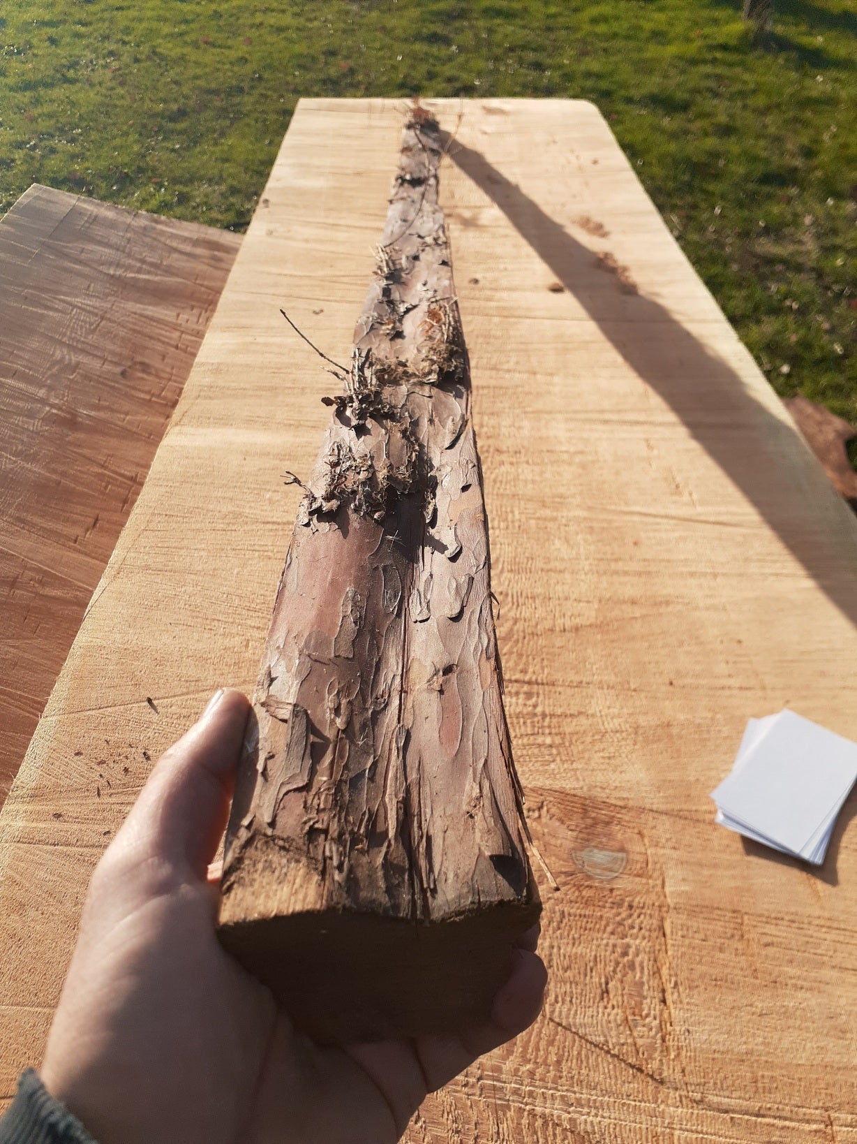 Yew Stave #240