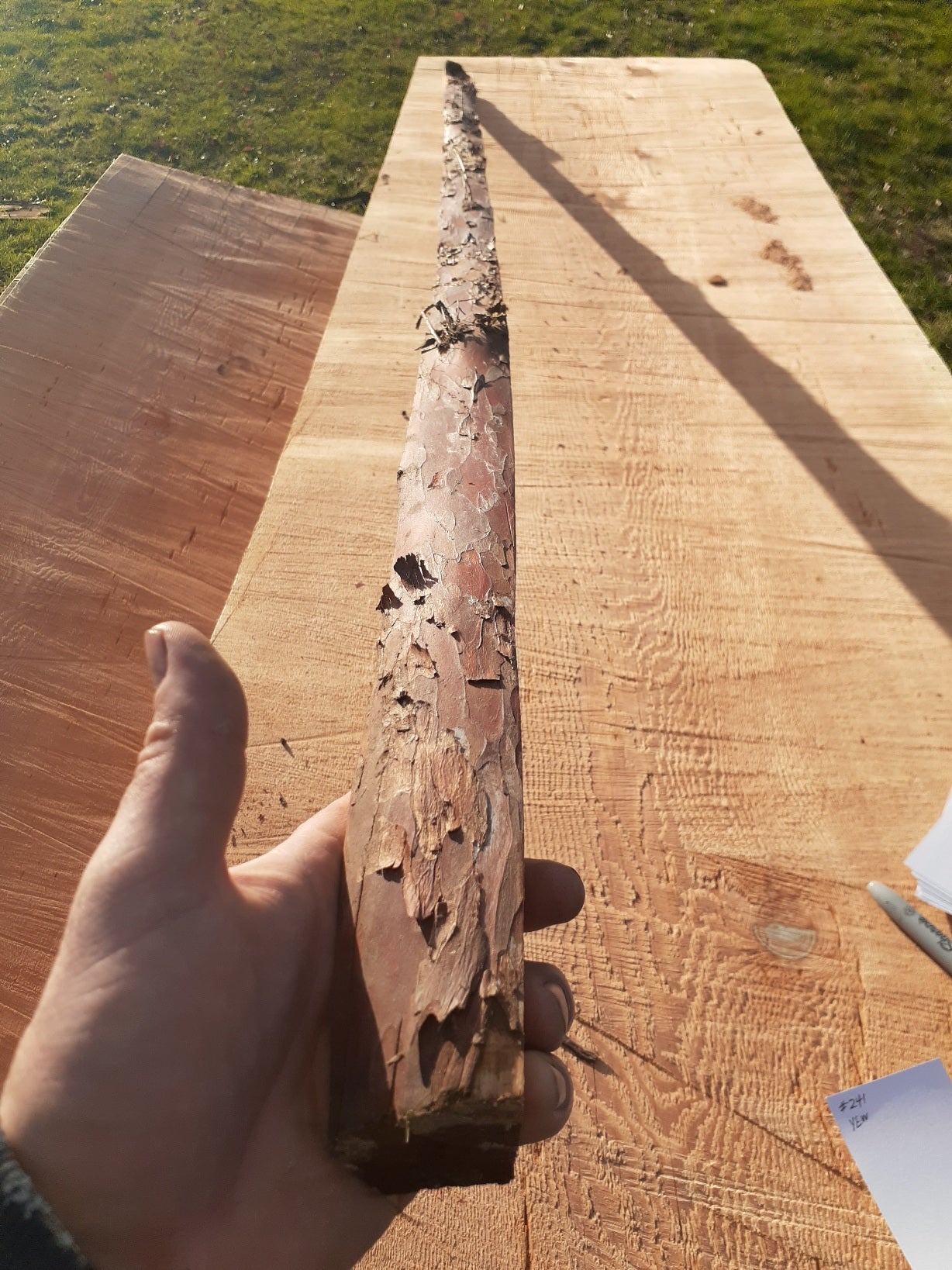 Yew Stave #241