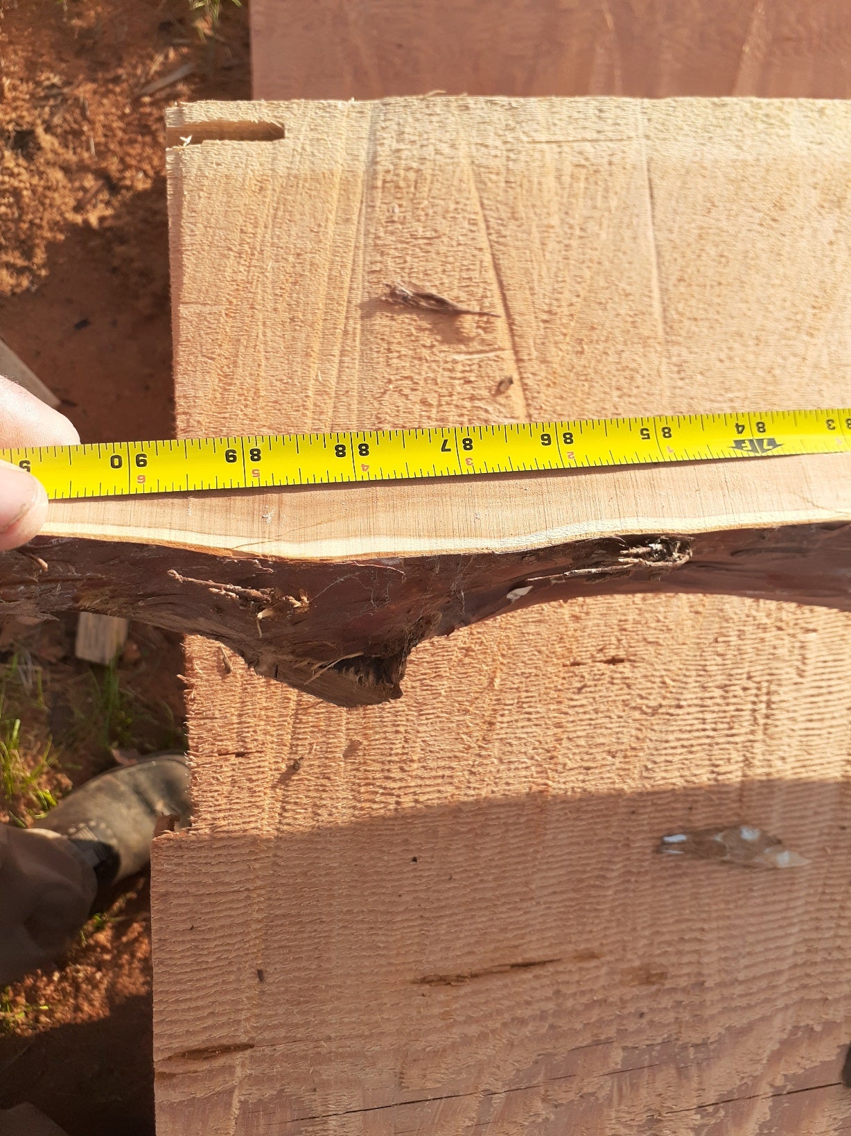 Yew Stave #241