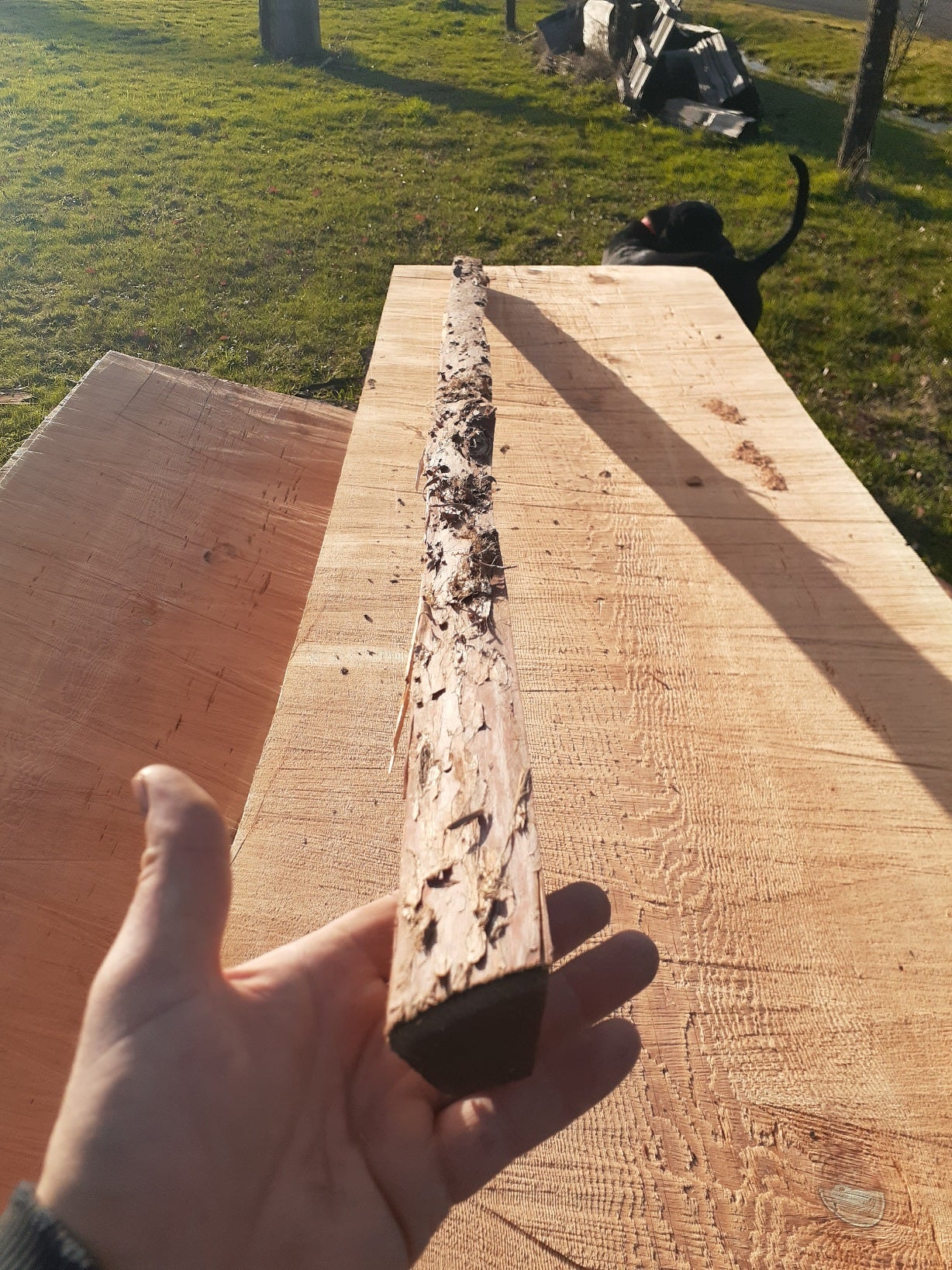 Yew Stave #242