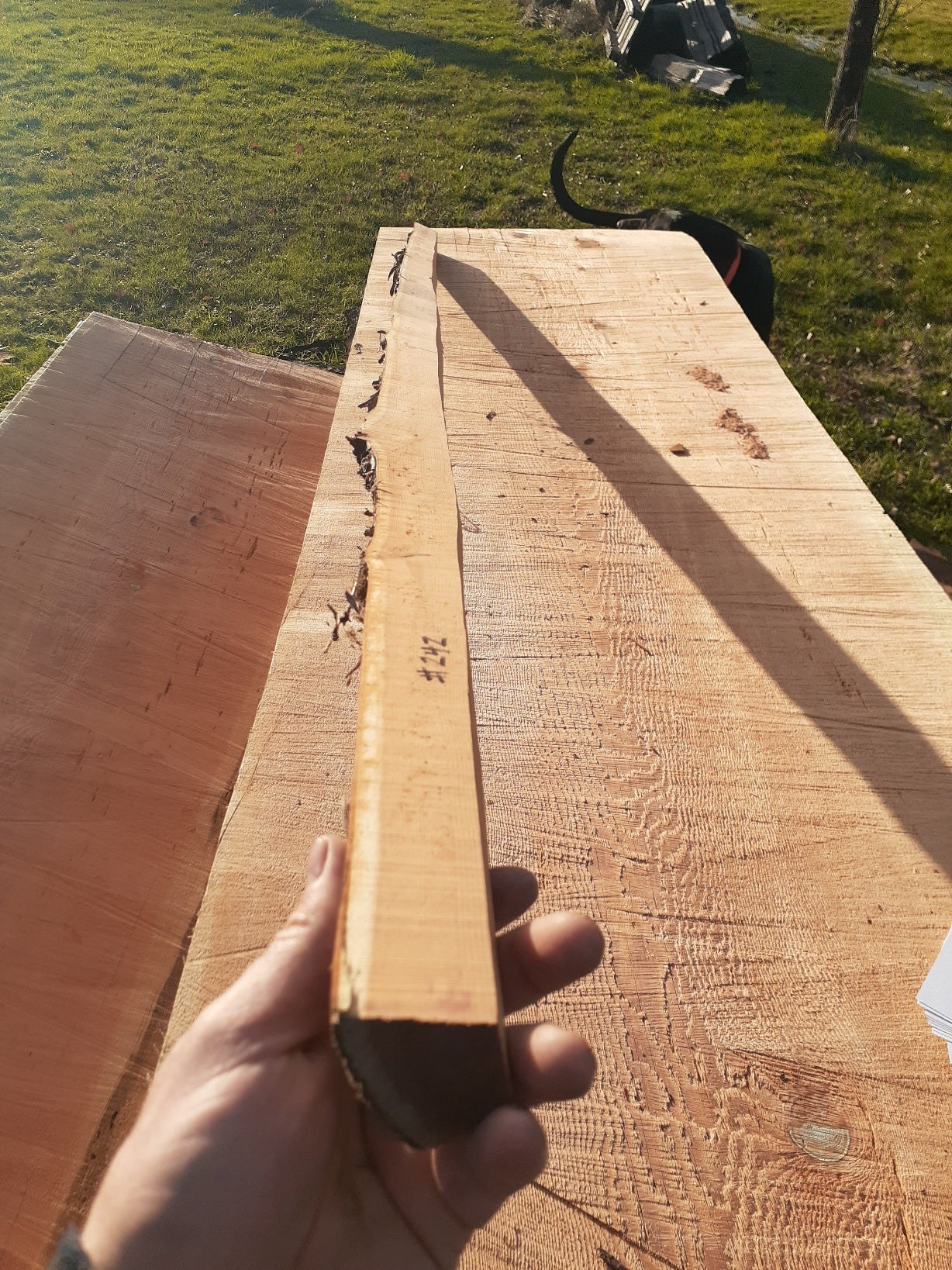 Yew Stave #242