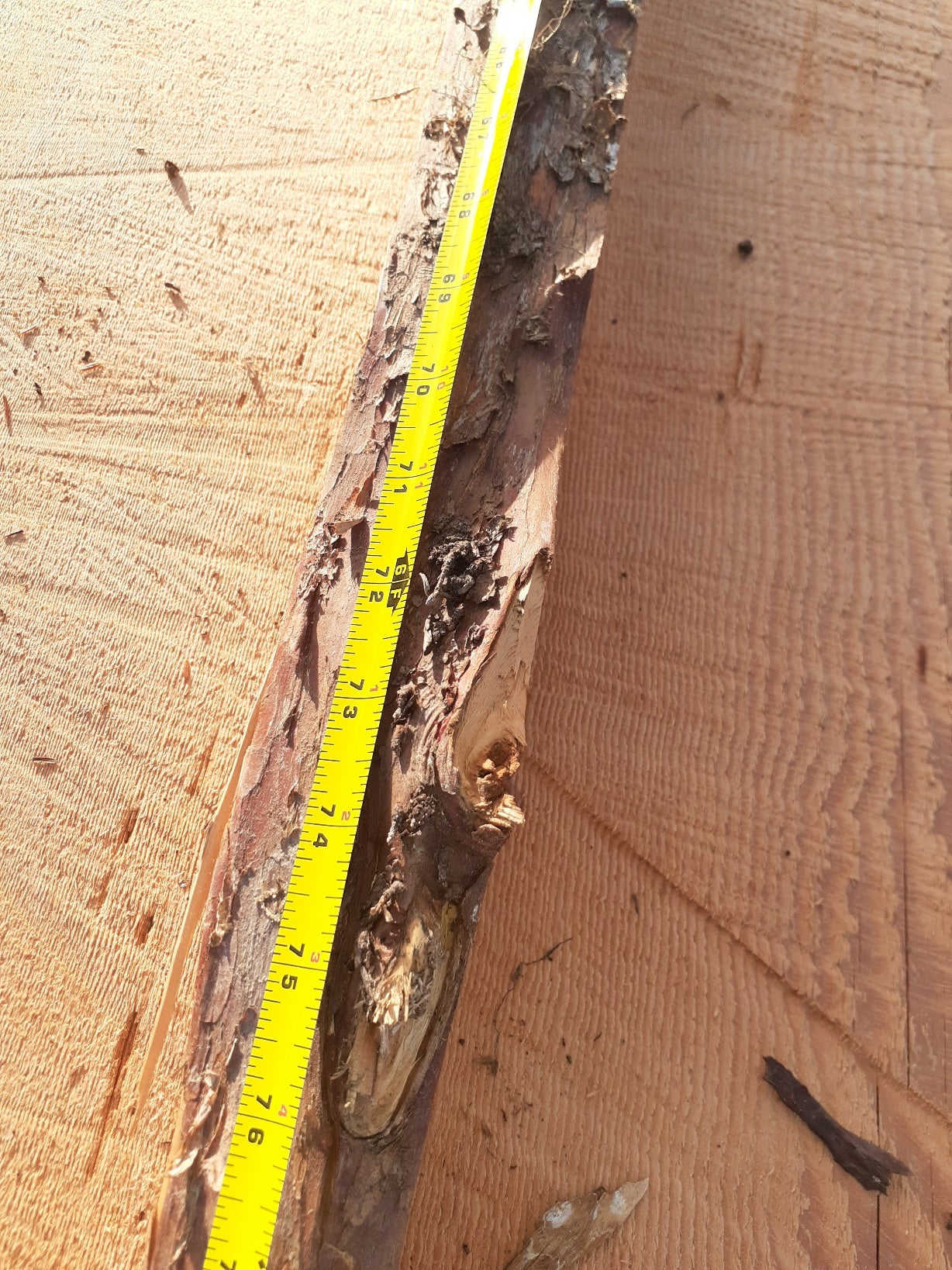 Yew Stave #242