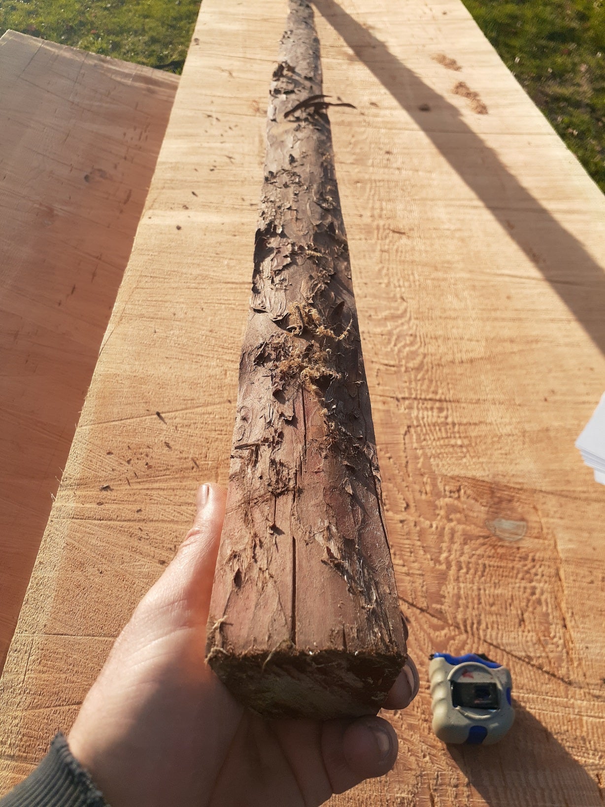Yew Stave #242
