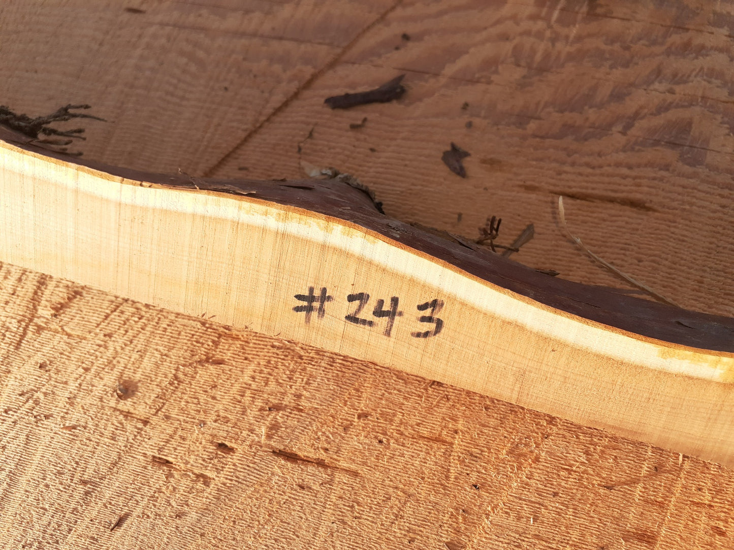 Yew Stave #243