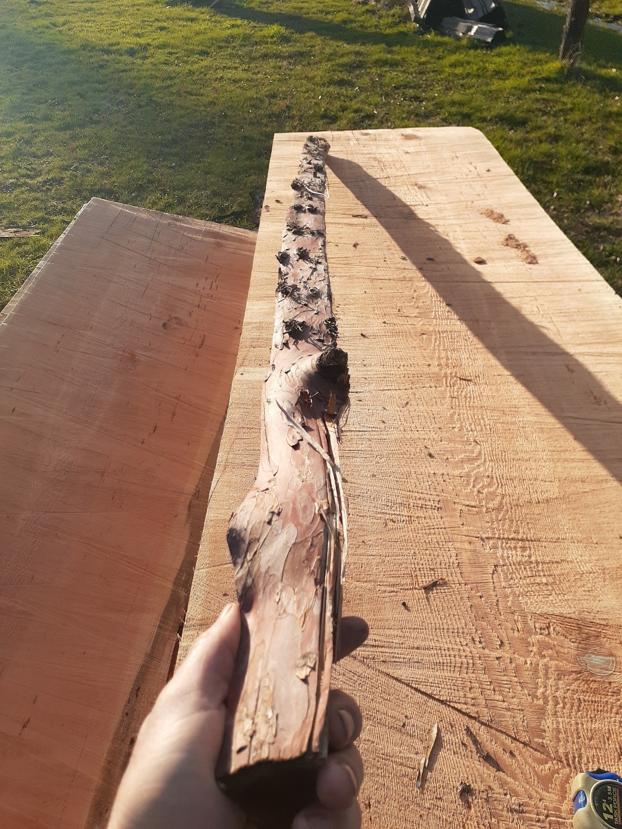 Yew Stave #243