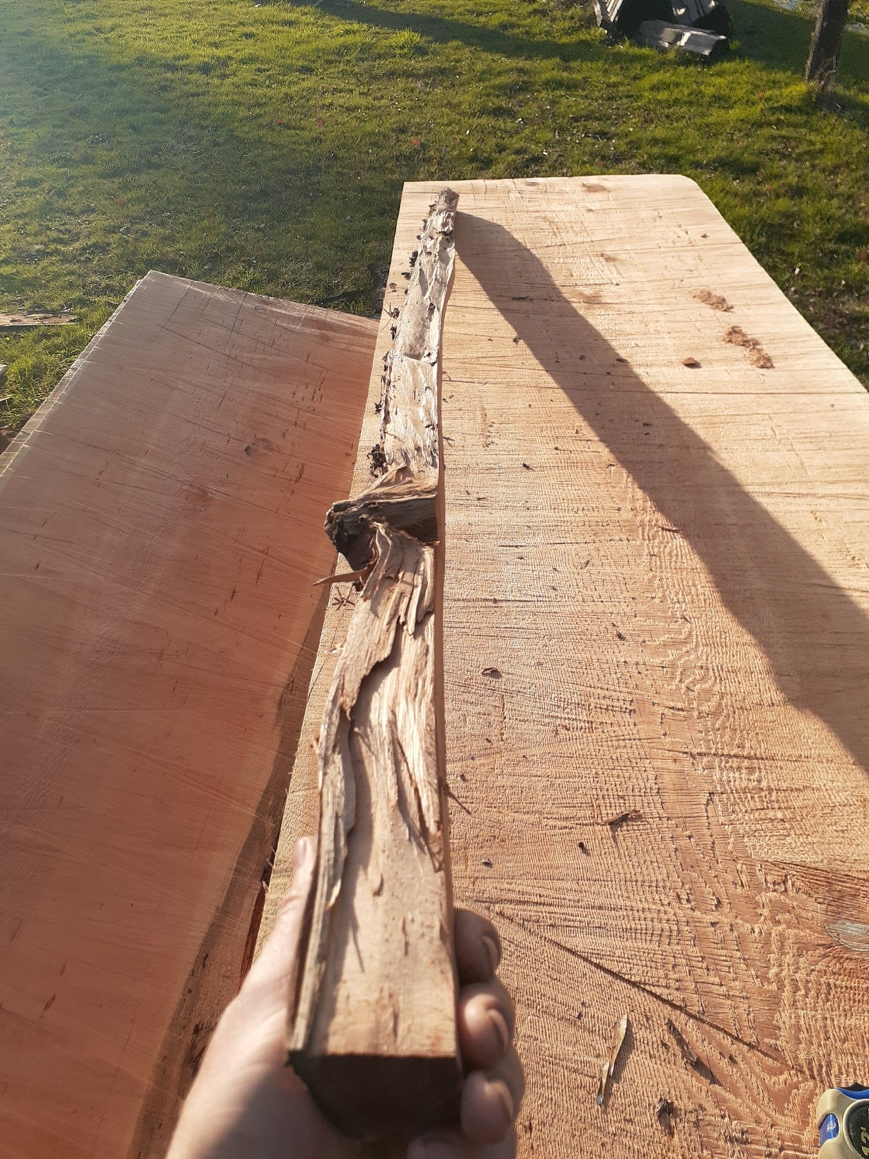 Yew Stave #243