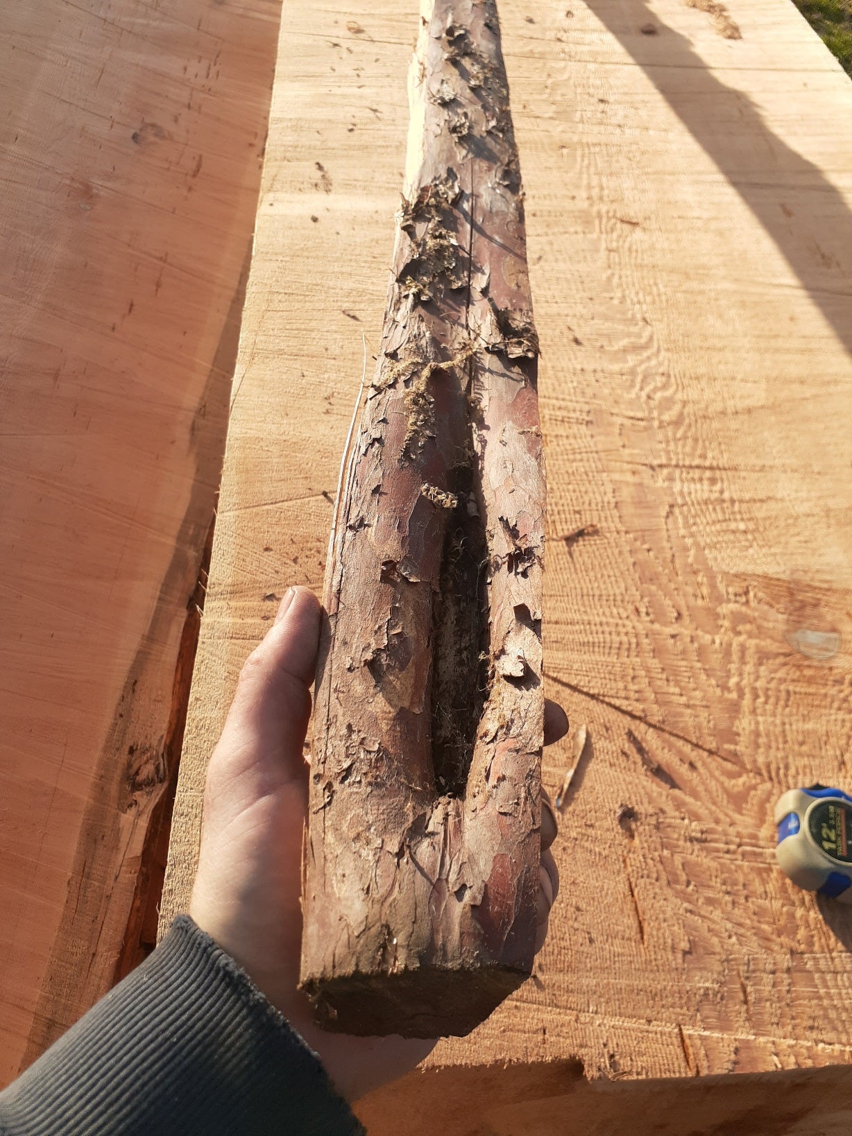 Yew Stave #243