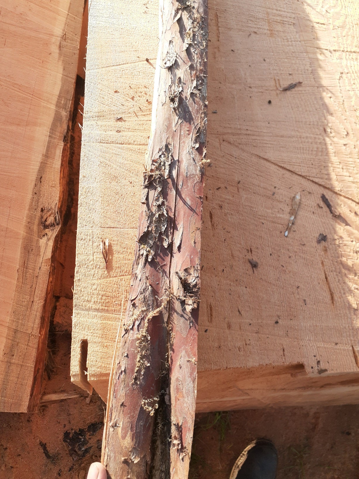 Yew Stave #243