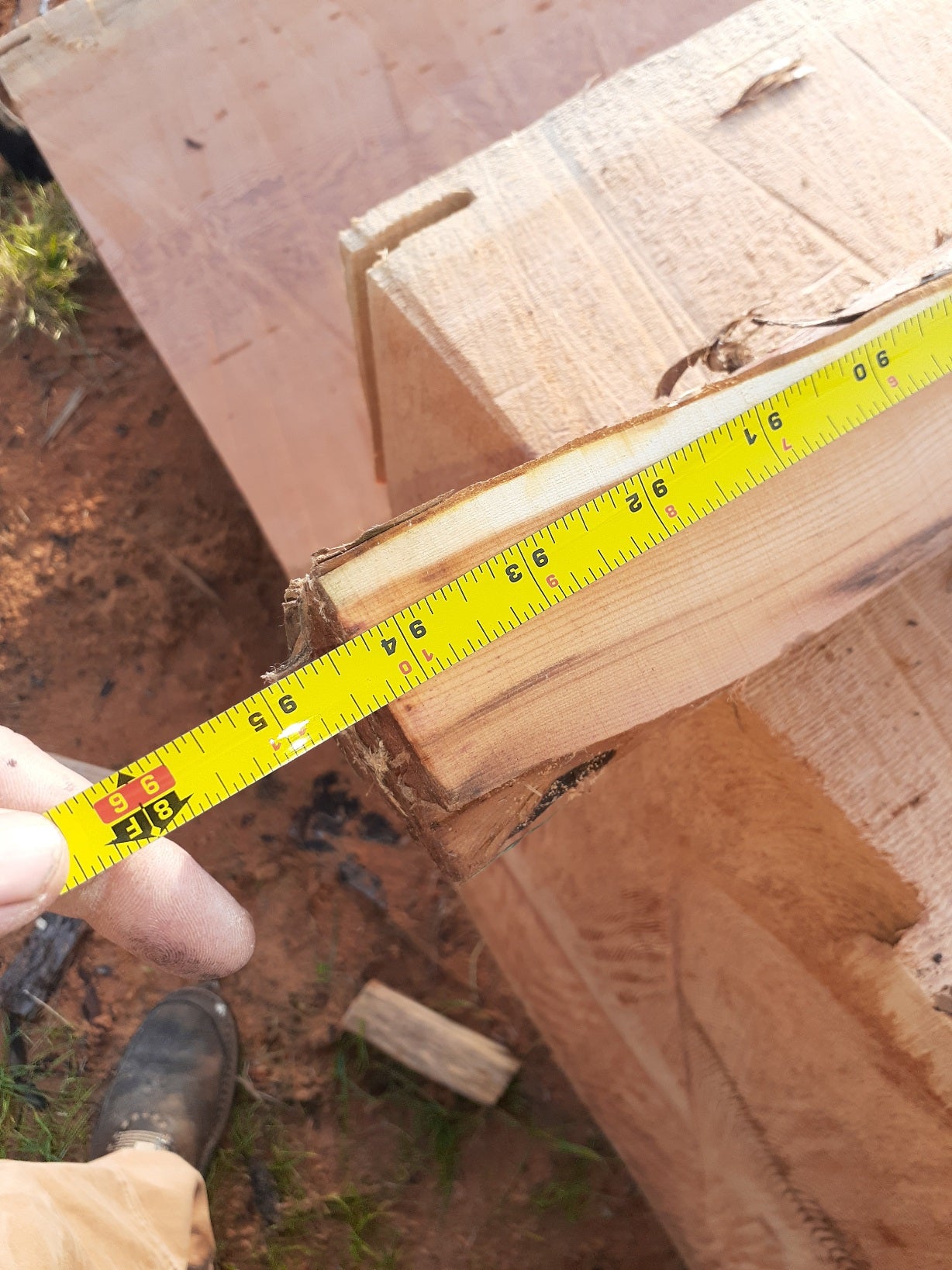 Yew Stave #244