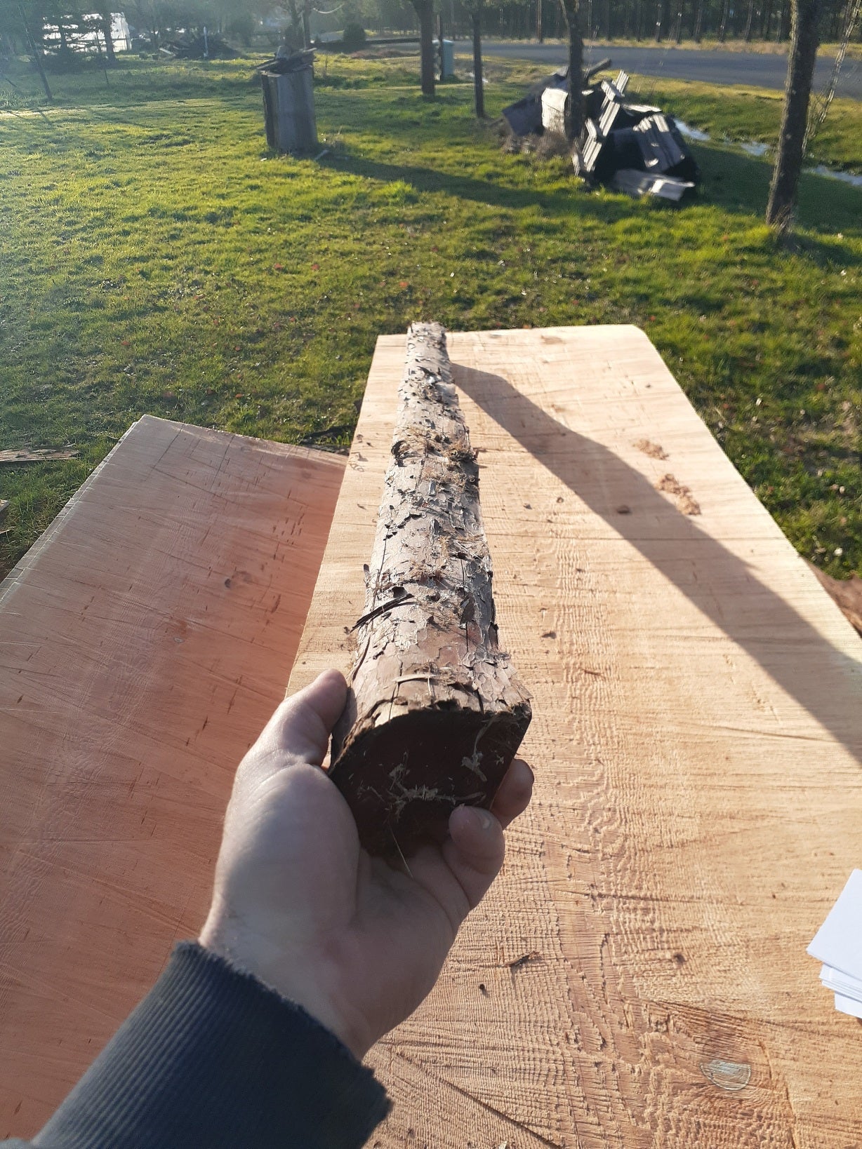 Yew Stave #244