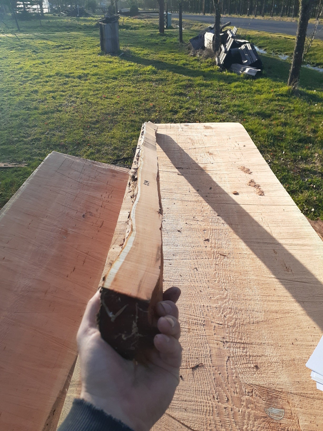 Yew Stave #244