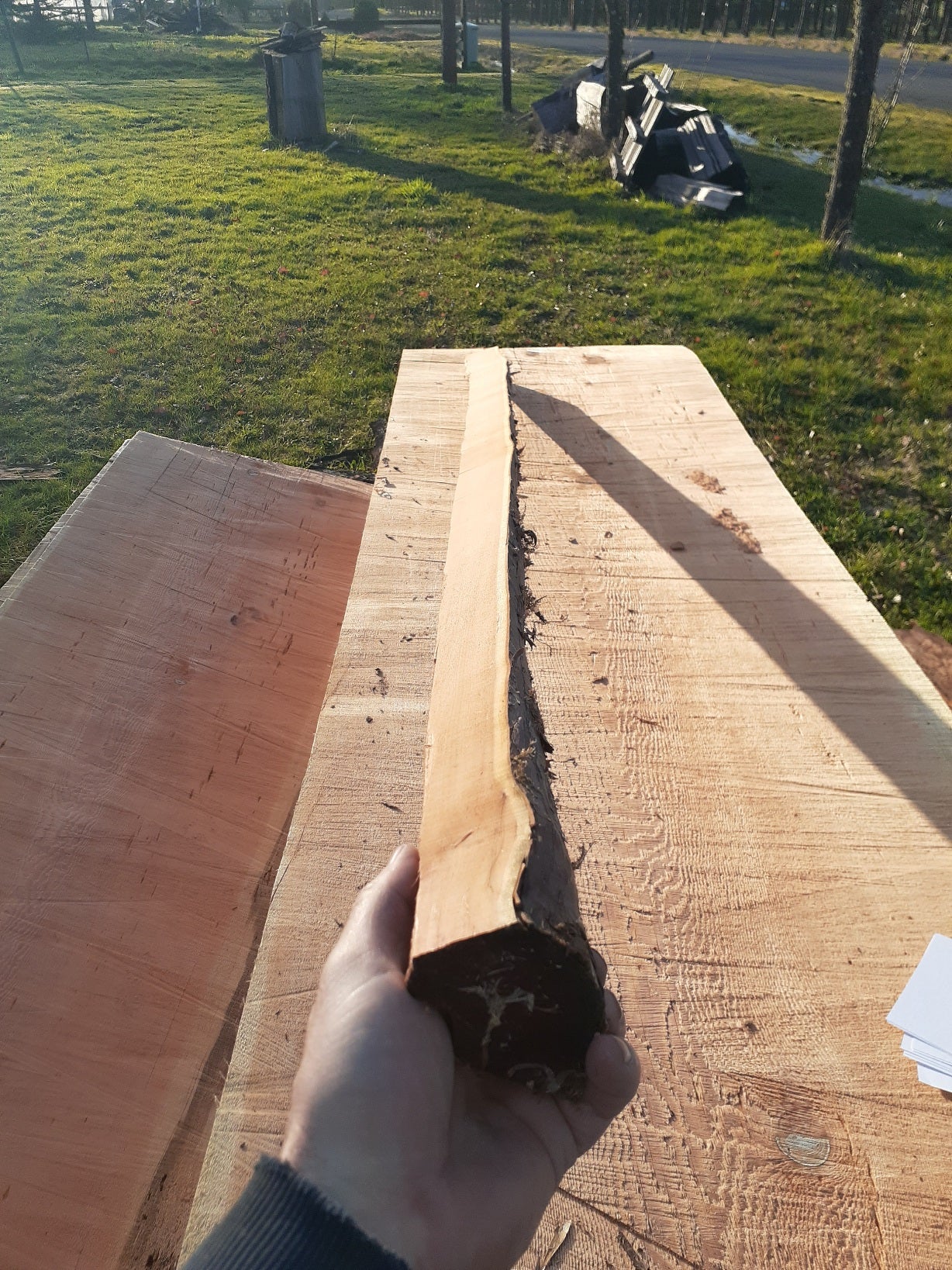 Yew Stave #244