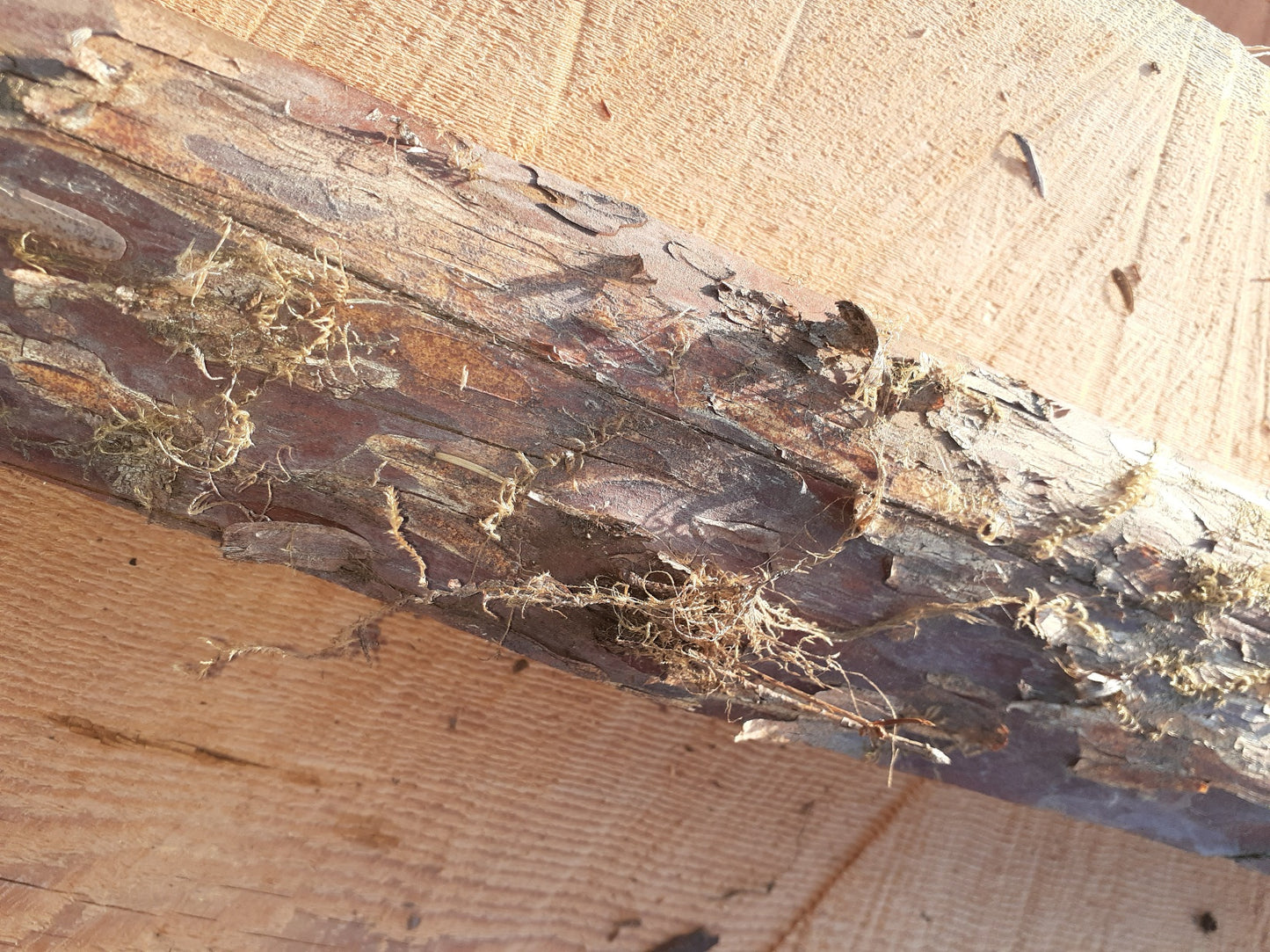 Yew Stave #244