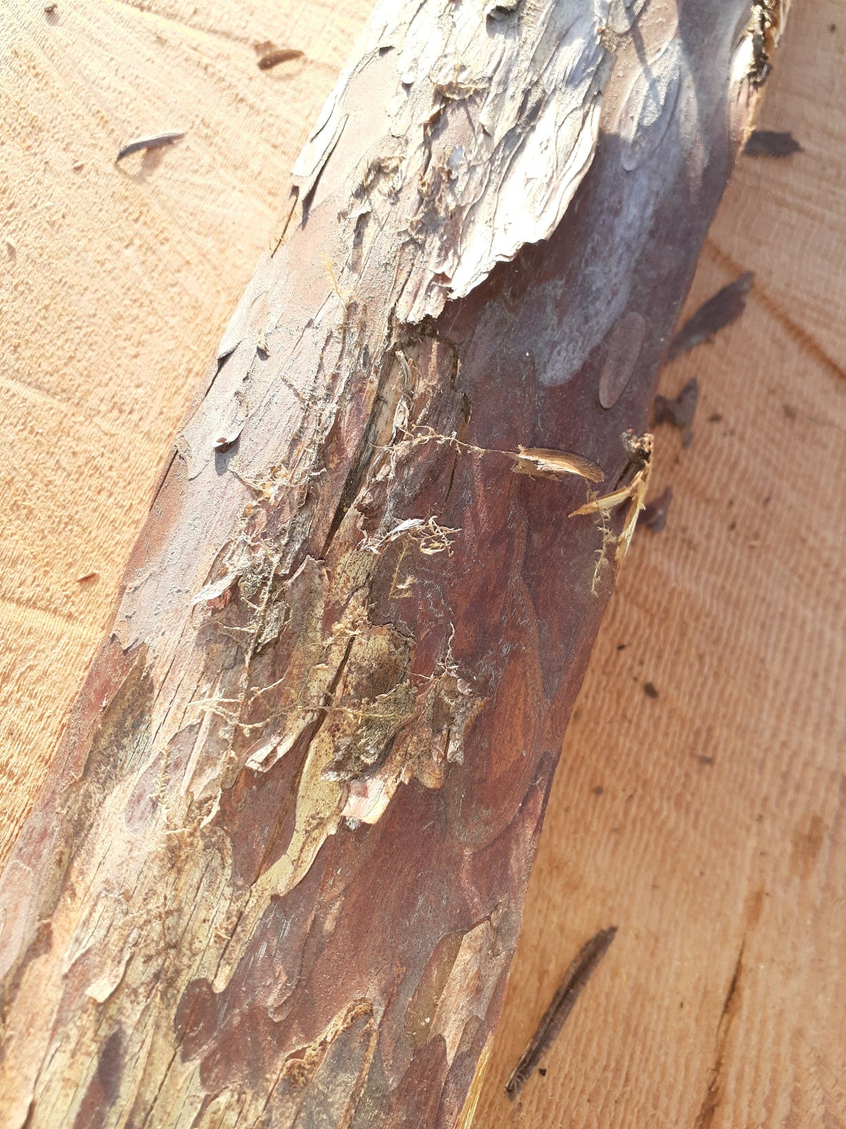 Yew Stave #244
