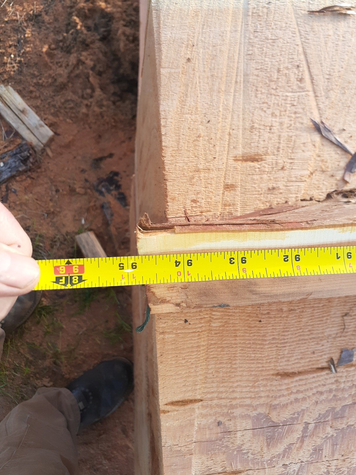 Yew Stave #246