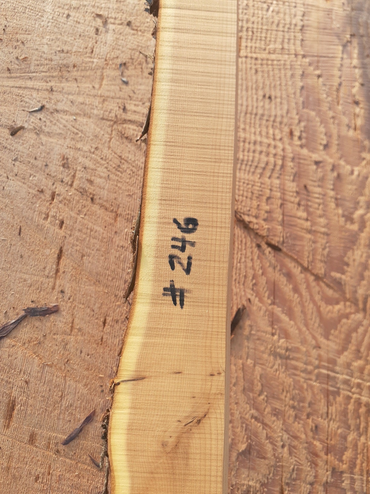 Yew Stave #246