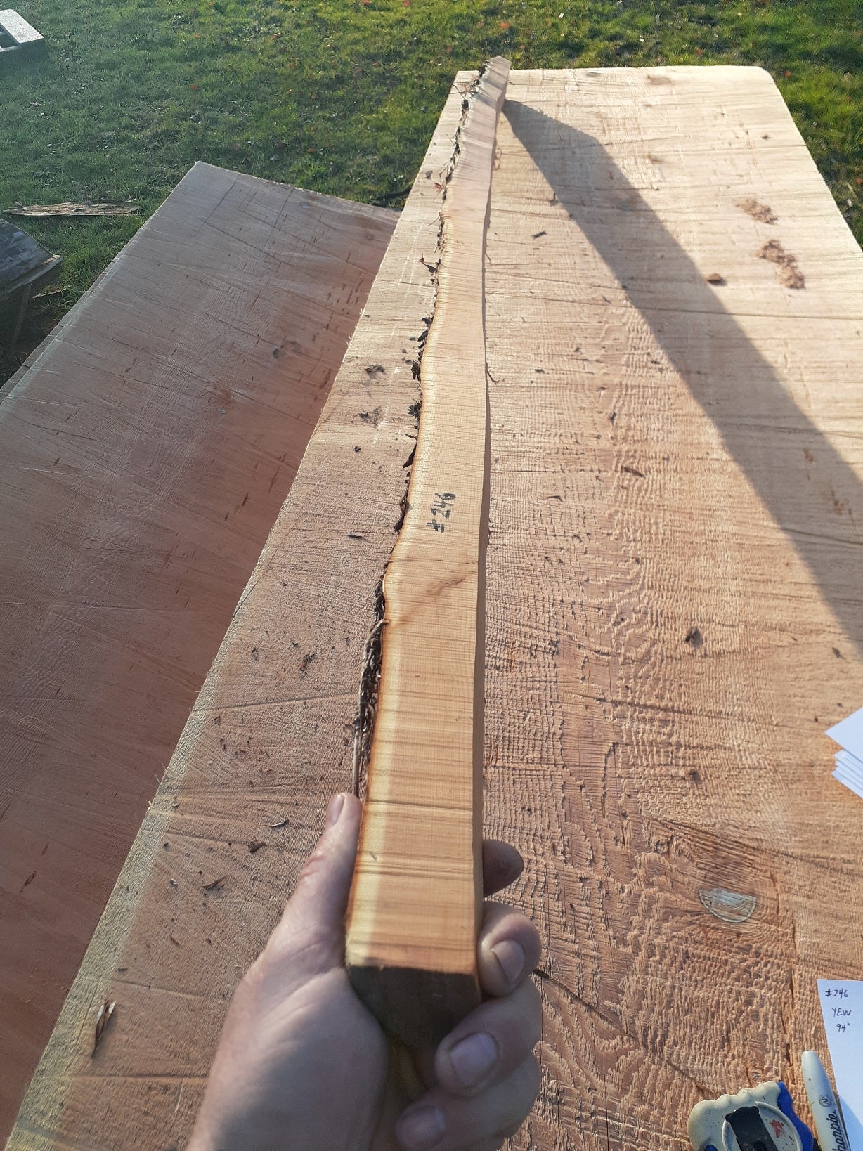Yew Stave #246