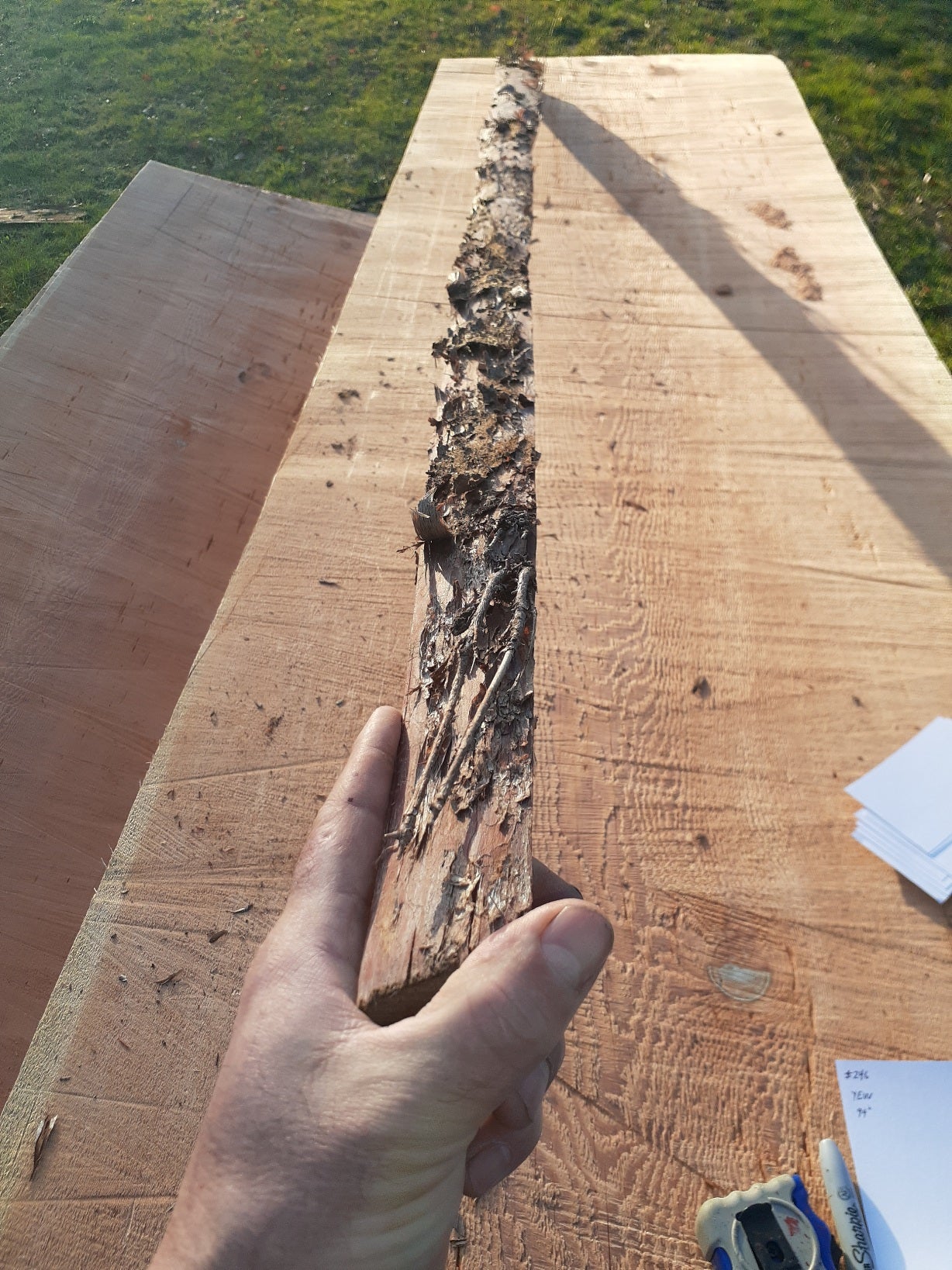 Yew Stave #246