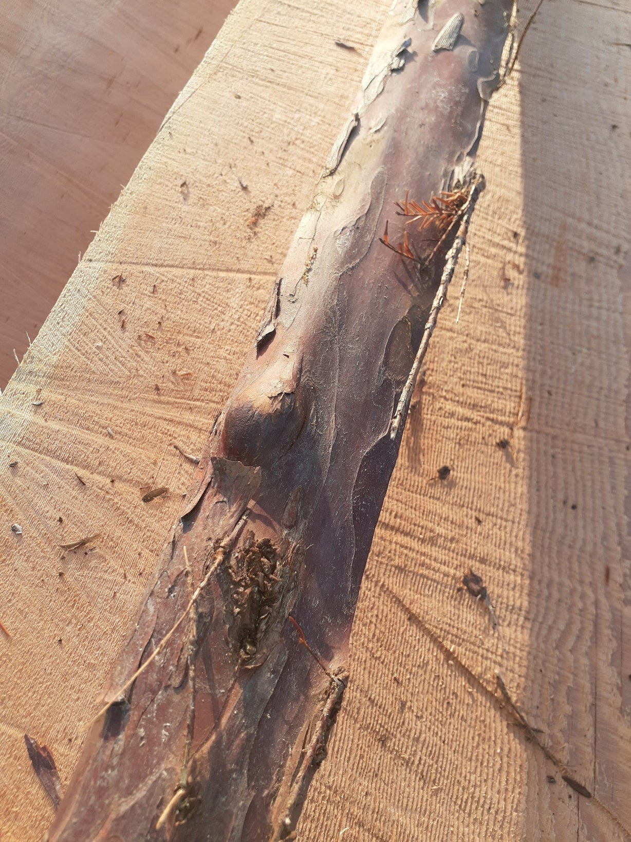 Yew Stave #246